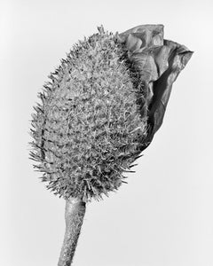 Papaver Orientale 1