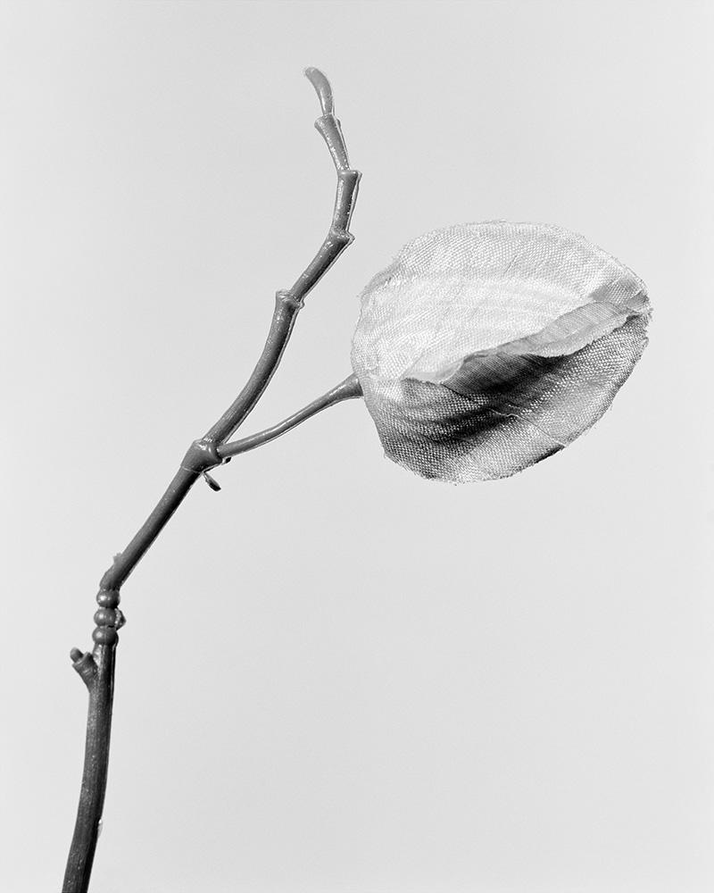 Robert Voit Still-Life Photograph – Alkekengi: Physalis Alkekengi