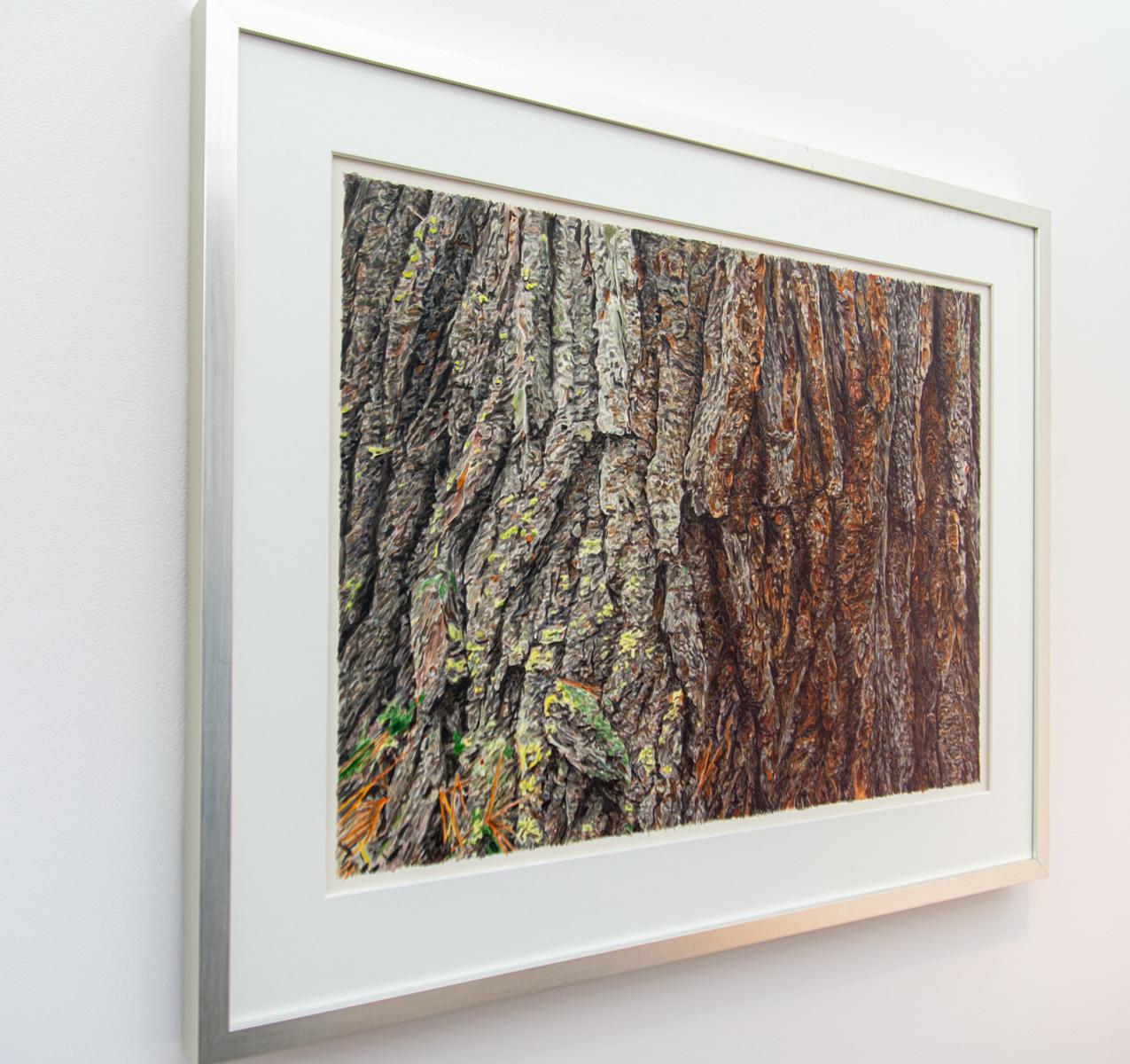 White Pine - detailed, natural, realism, tree portrait, watercolor on paper - Realist Painting by Robert Wiens