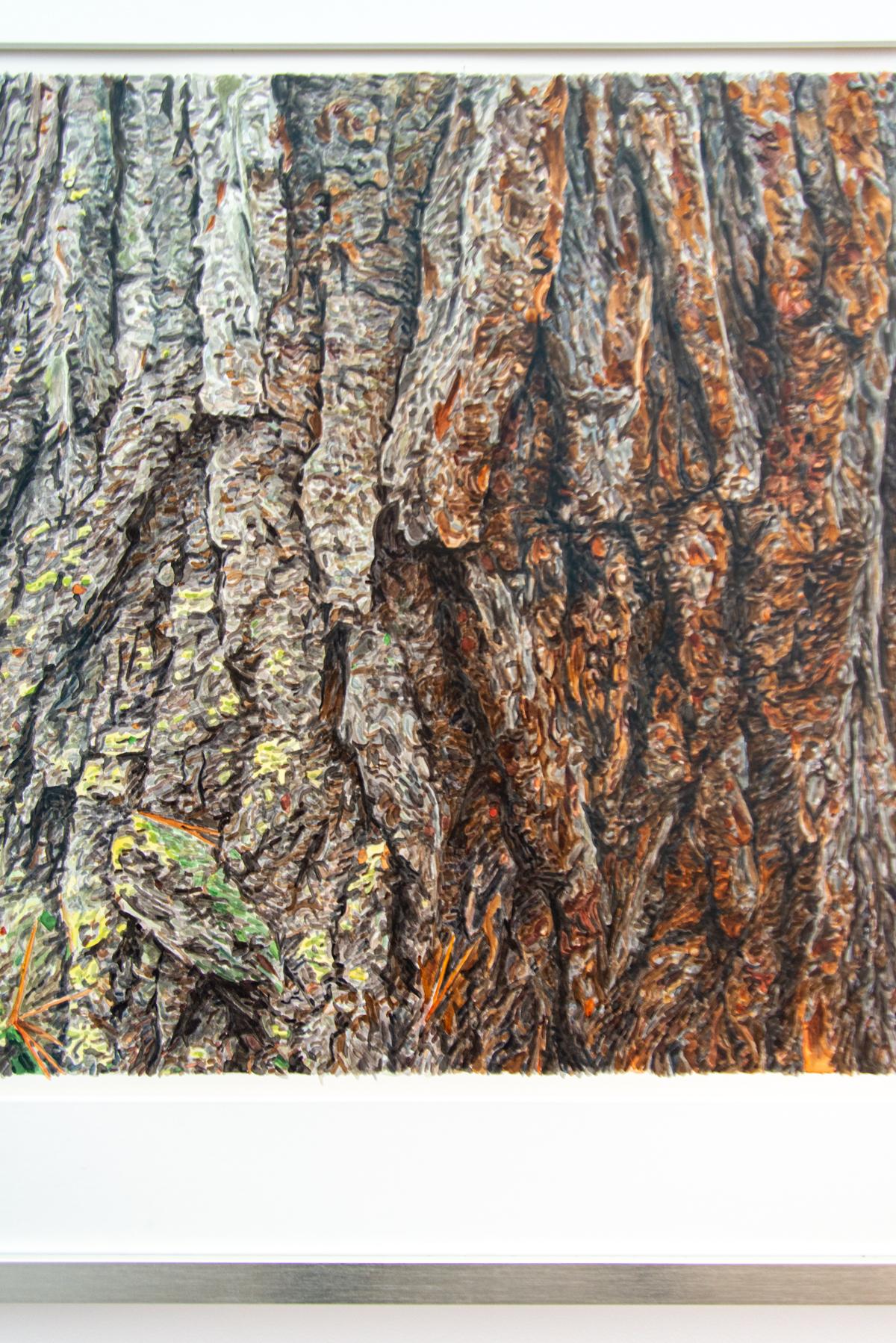 White Pine - detailed, natural, realism, tree portrait, watercolor on paper 1