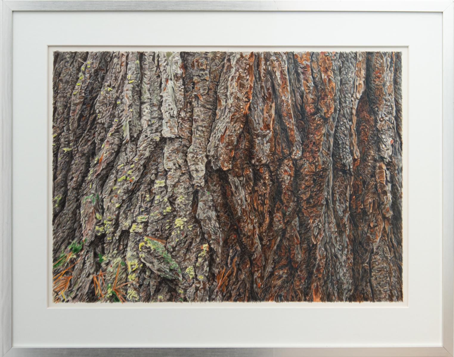 White Pine - detailed, natural, realism, tree portrait, watercolor on paper - Painting by Robert Wiens