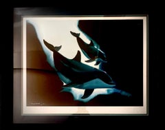 “Soulful Dolphin Waters”