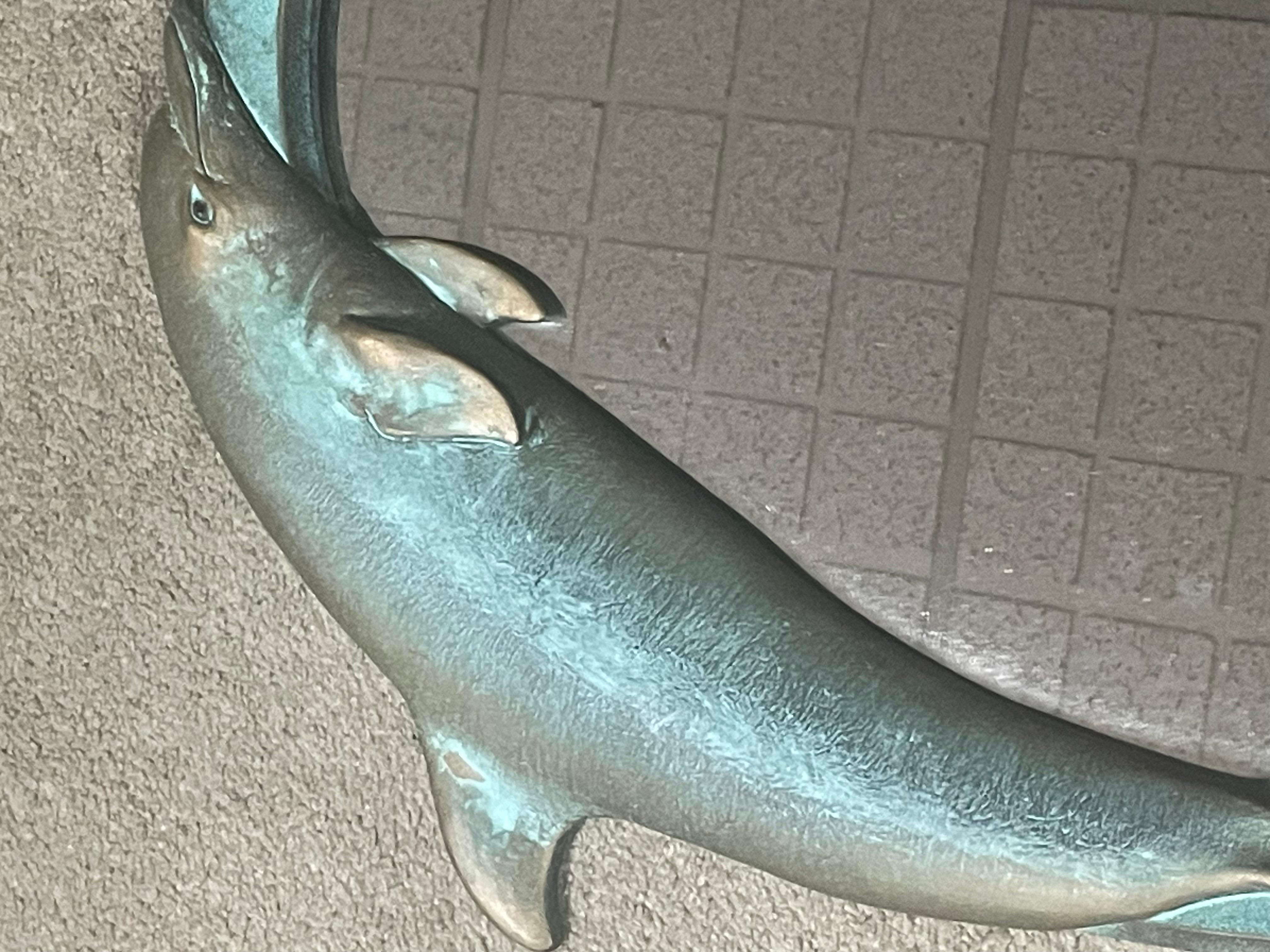 Romance des dauphins 1