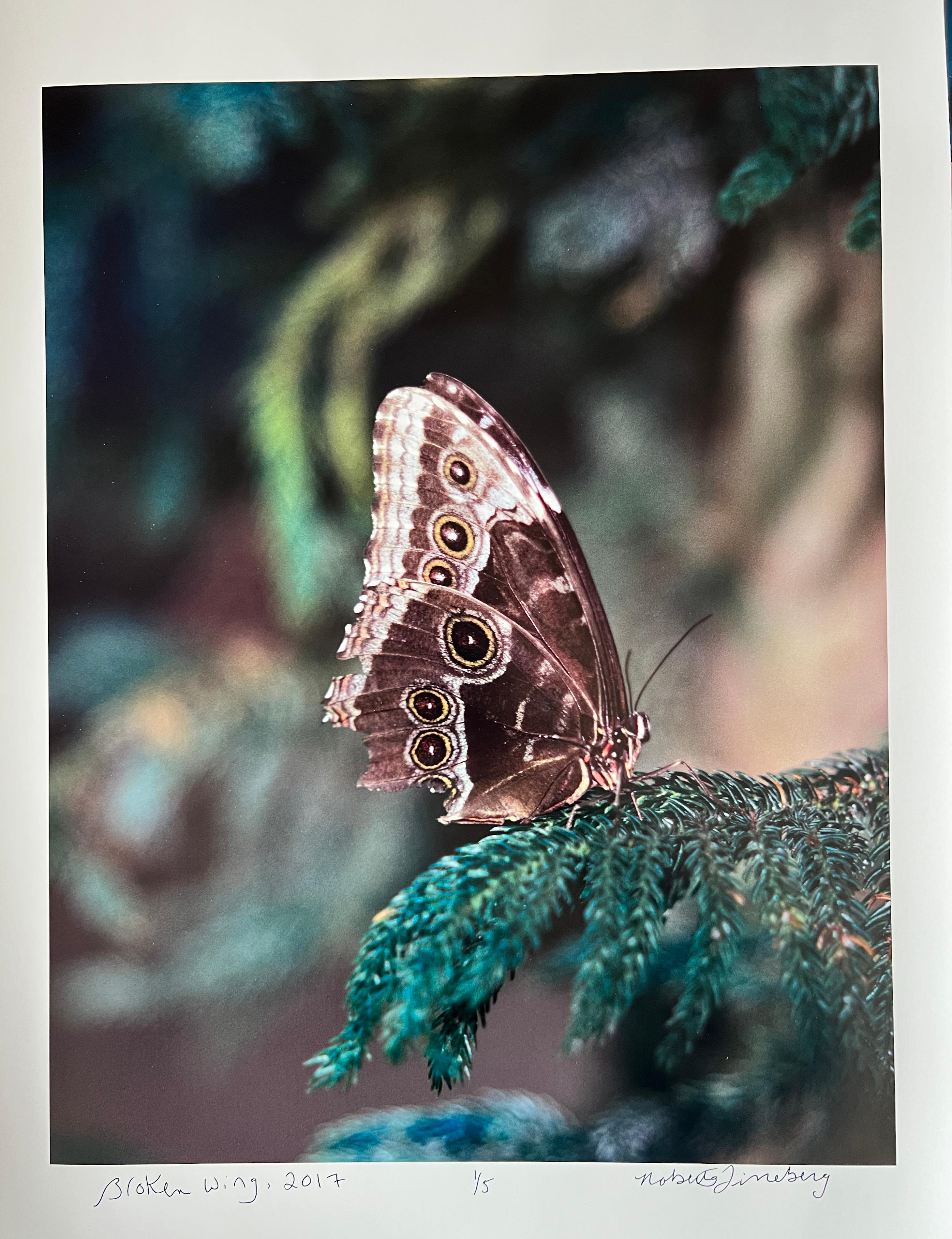 Broken Wing, Schmetterlingsserie, Zeitgenössische Farbfotografie  (Schwarz), Still-Life Photograph, von Roberta Fineberg