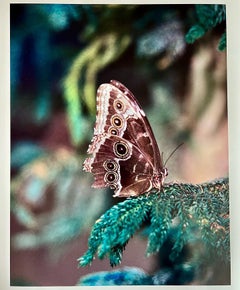 Broken Wing, Butterfly Series, Contemporary Color Landscape Photography