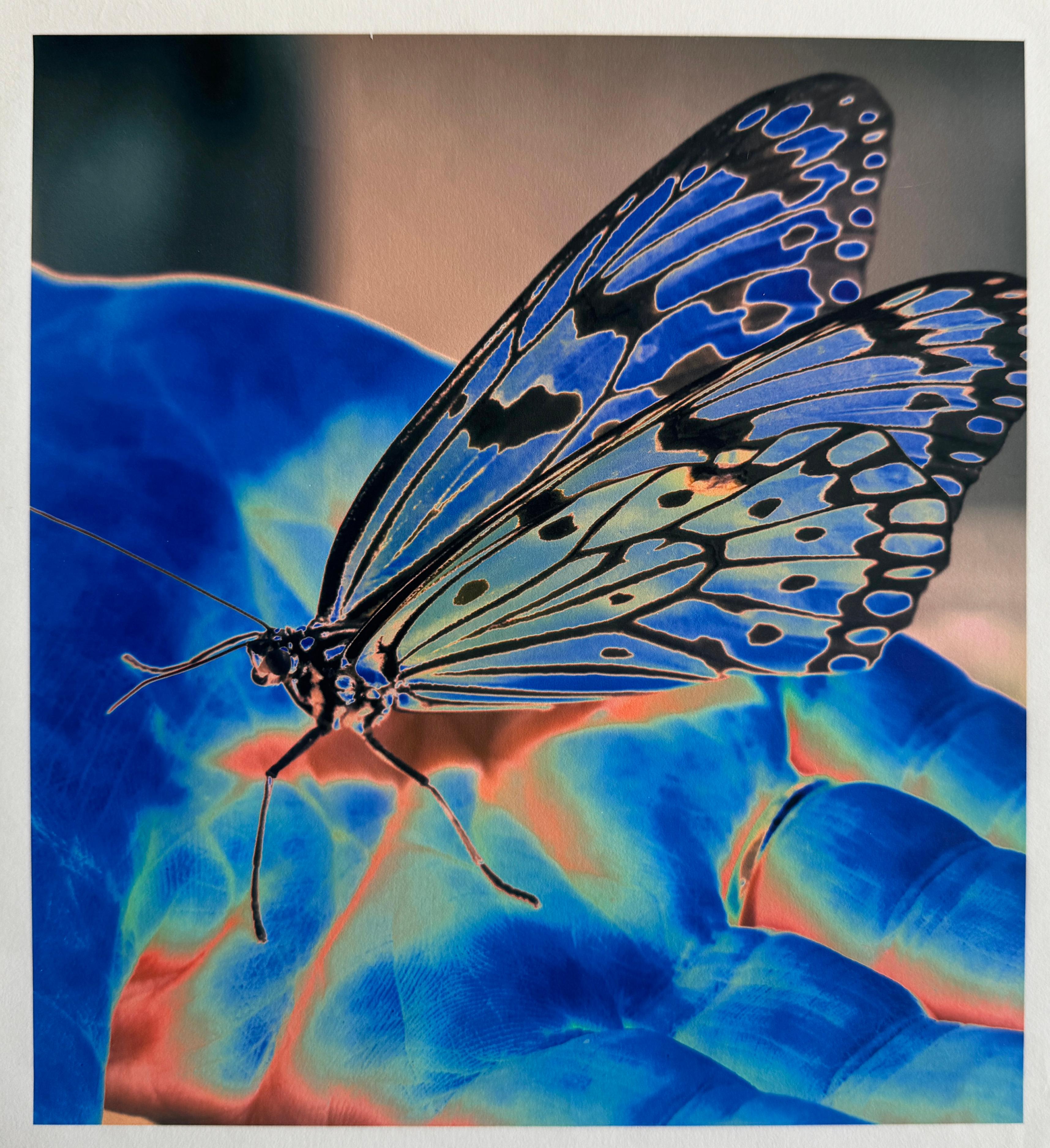 Schmetterlingsblau, Archivalischer Pigmentdruck auf japanischem Papier auf Plexiglas montiert (Zeitgenössisch), Photograph, von Roberta Fineberg