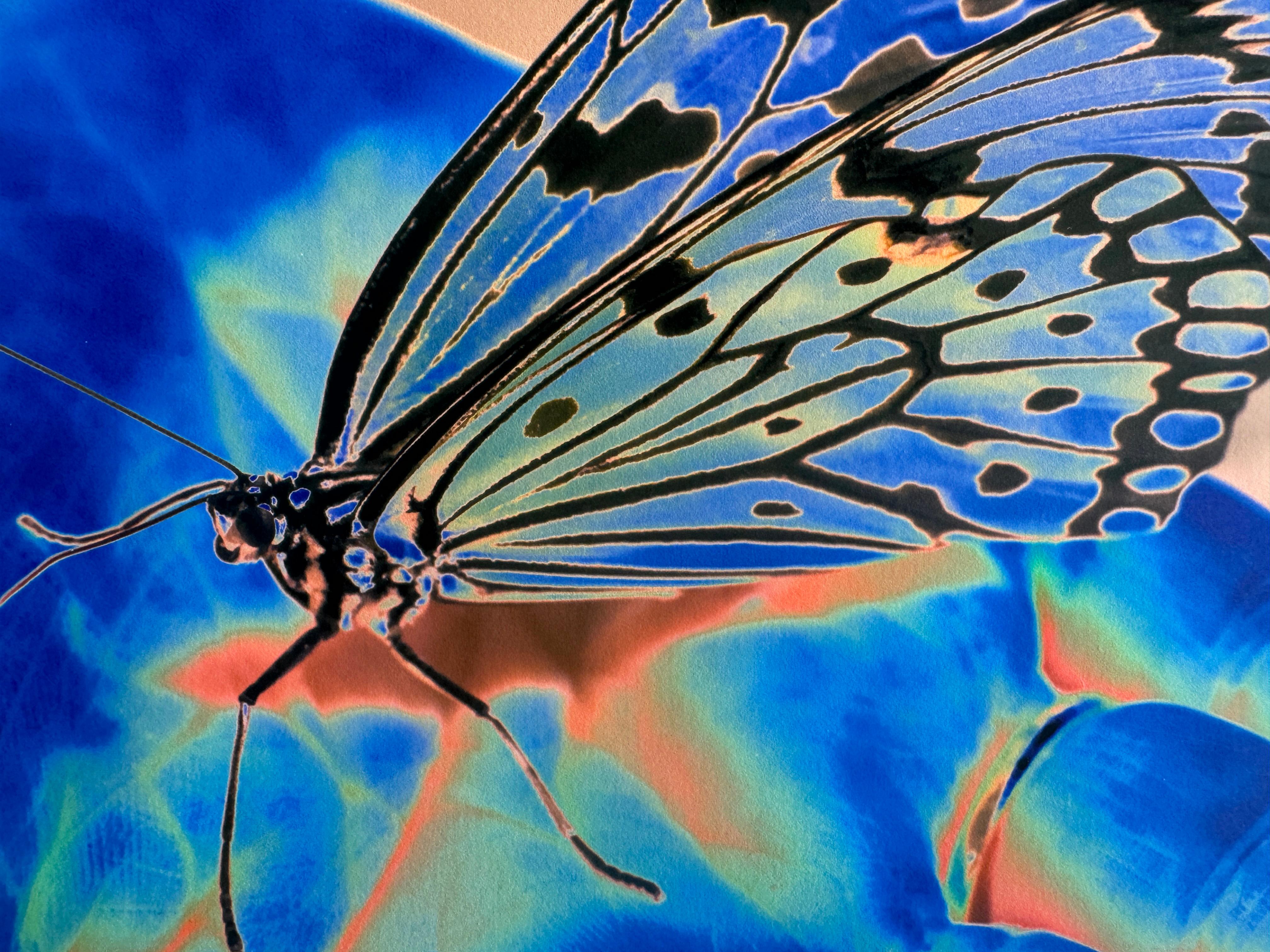 Schmetterlingsblau, Archivalischer Pigmentdruck auf japanischem Papier auf Plexiglas montiert (Blau), Color Photograph, von Roberta Fineberg