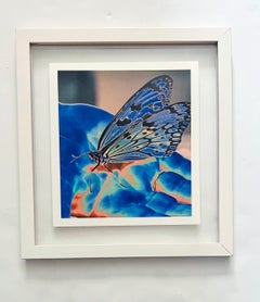Butterfly Blue, Ein zeitgenössischer Farbpigmentdruck auf Japanpapier 