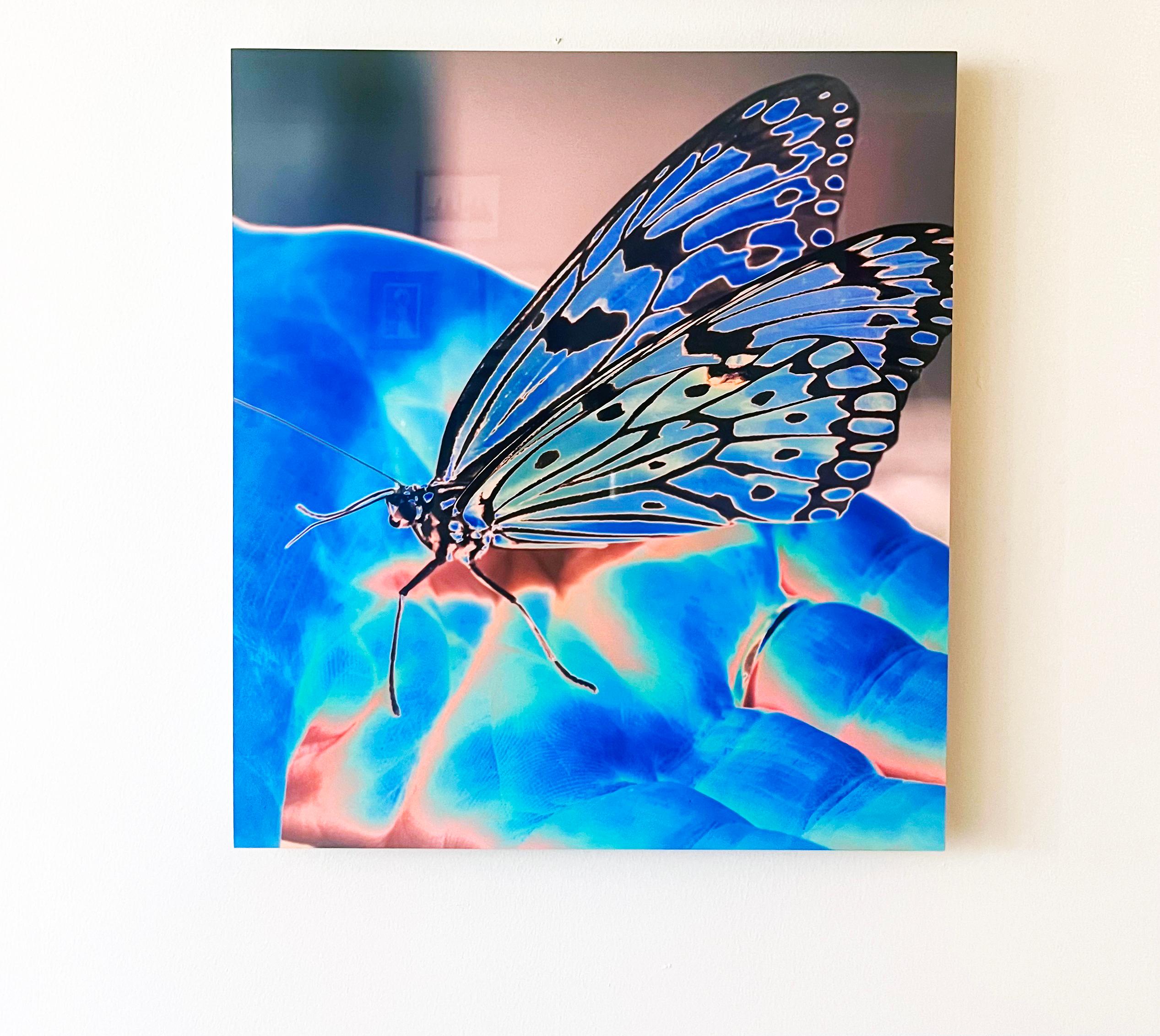 Butterfly Blue, 2016 by Roberta Fineberg is a 20” x 18” contemporary archival dye-sub print on aluminum titled, dated, signed by the artist on verso (back of art). Edition of 10. 

From the transformative to the ephemeral, the birth and death of a
