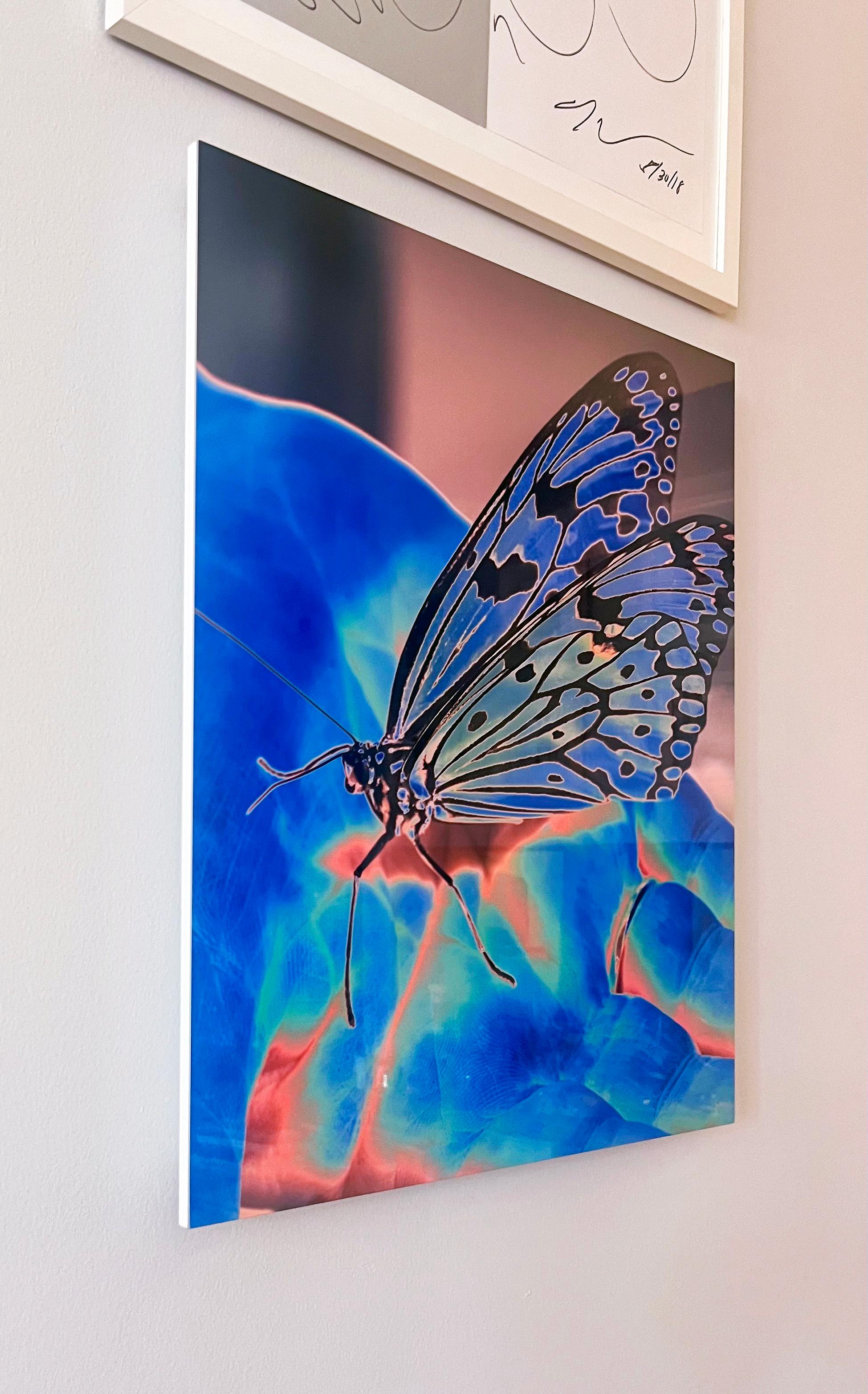Butterfly Blue, Contemporary Color Photography on Aluminum with Float Mount For Sale 1