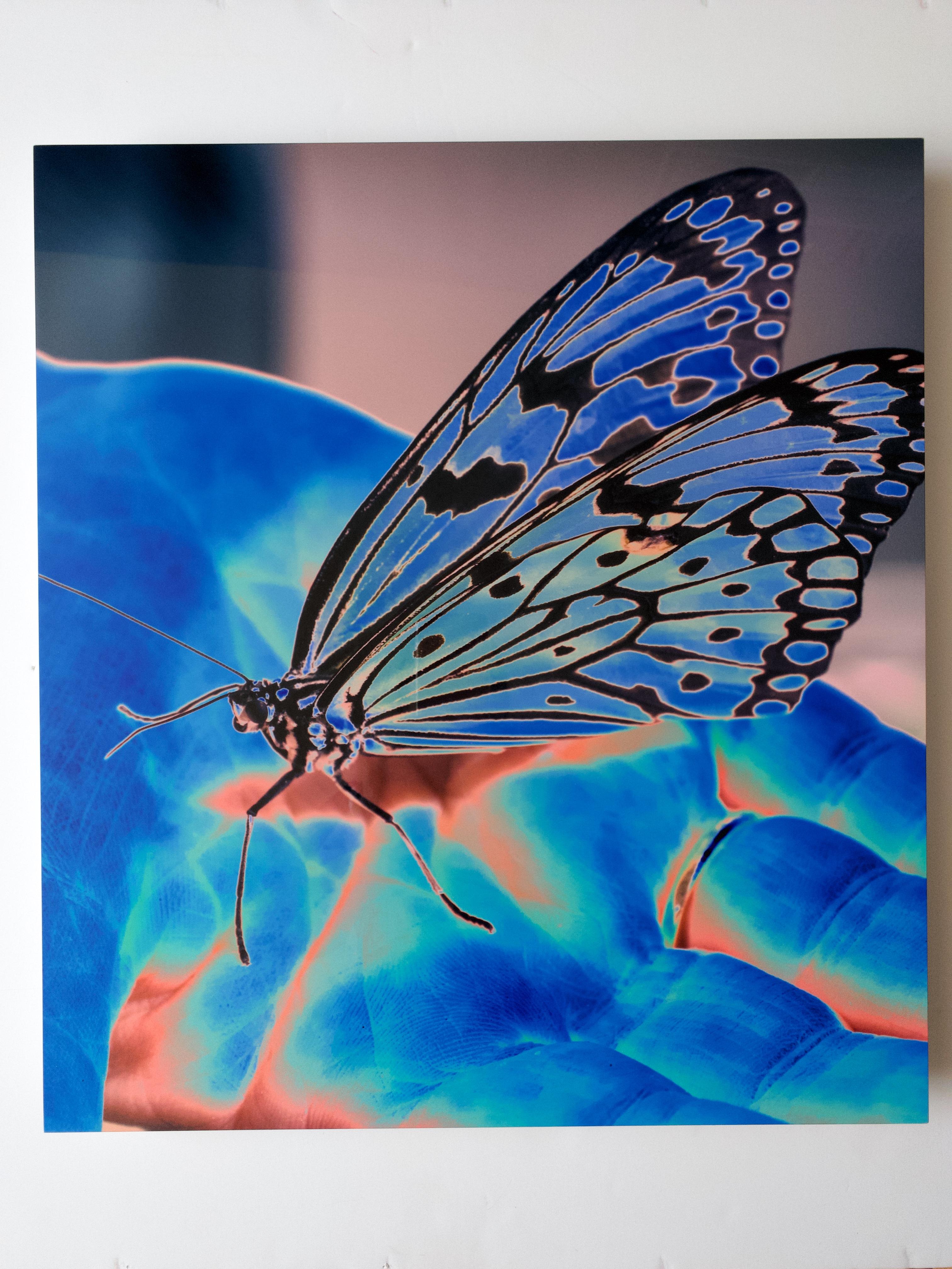 Butterfly Blue, Contemporary Color Photography on Aluminum with Float Mount For Sale 2