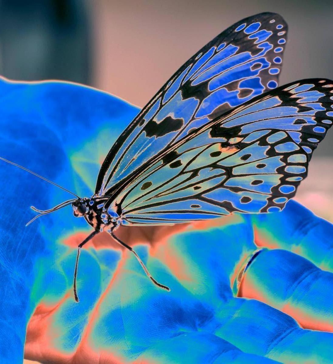 Roberta Fineberg Still-Life Photograph - Butterfly Blue, Contemporary Color Photography on Aluminum with Float Mount