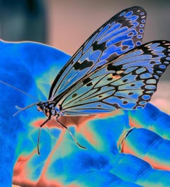 Butterfly Blue, photographie couleur contemporaine sur aluminium avec support flottant