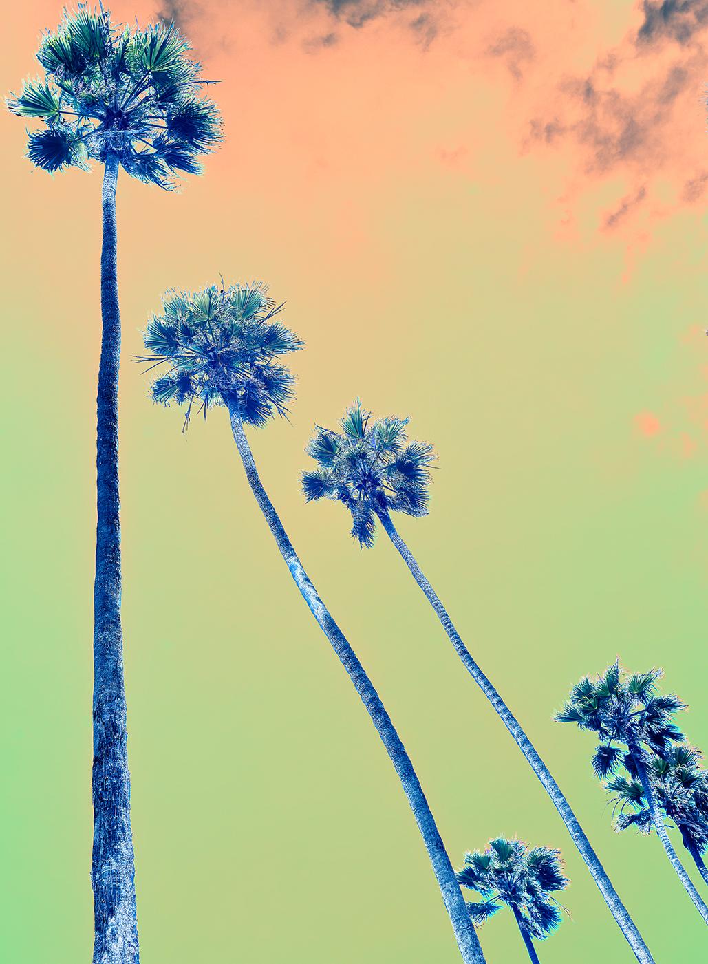 After a Storm, Los Angeles Palisades, Contemporary Color Photography For Sale 1