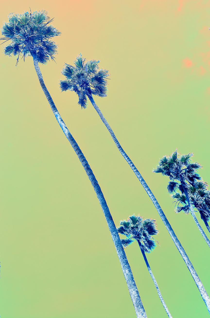 After a Storm, Los Angeles Palisades, Contemporary Color Photography For Sale 3