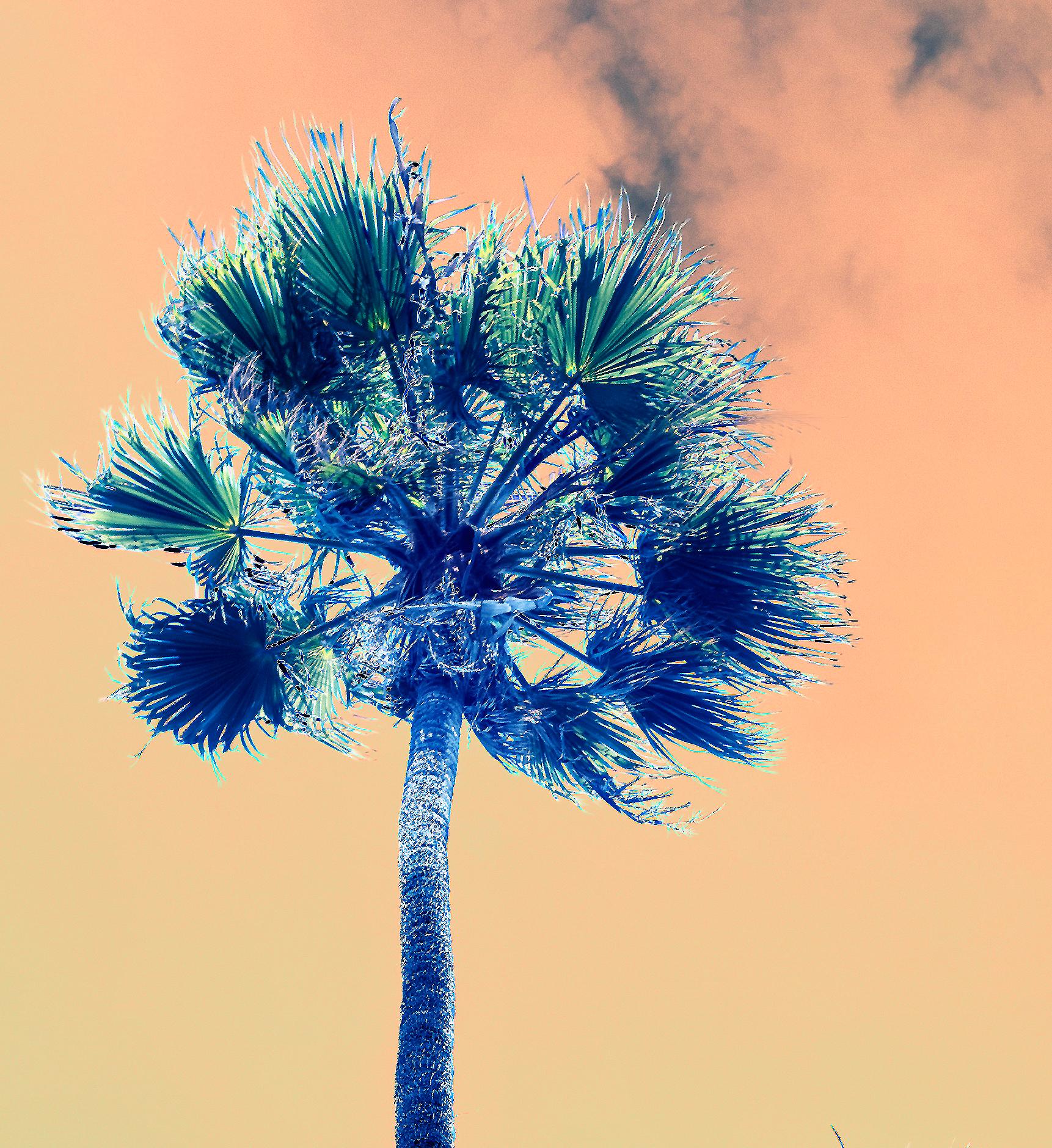 After a Storm, Los Angeles Palisades, Contemporary Color Photography For Sale 4