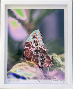 “Hello, Goodbye, ” Butterfly, Contemporary Color Photography