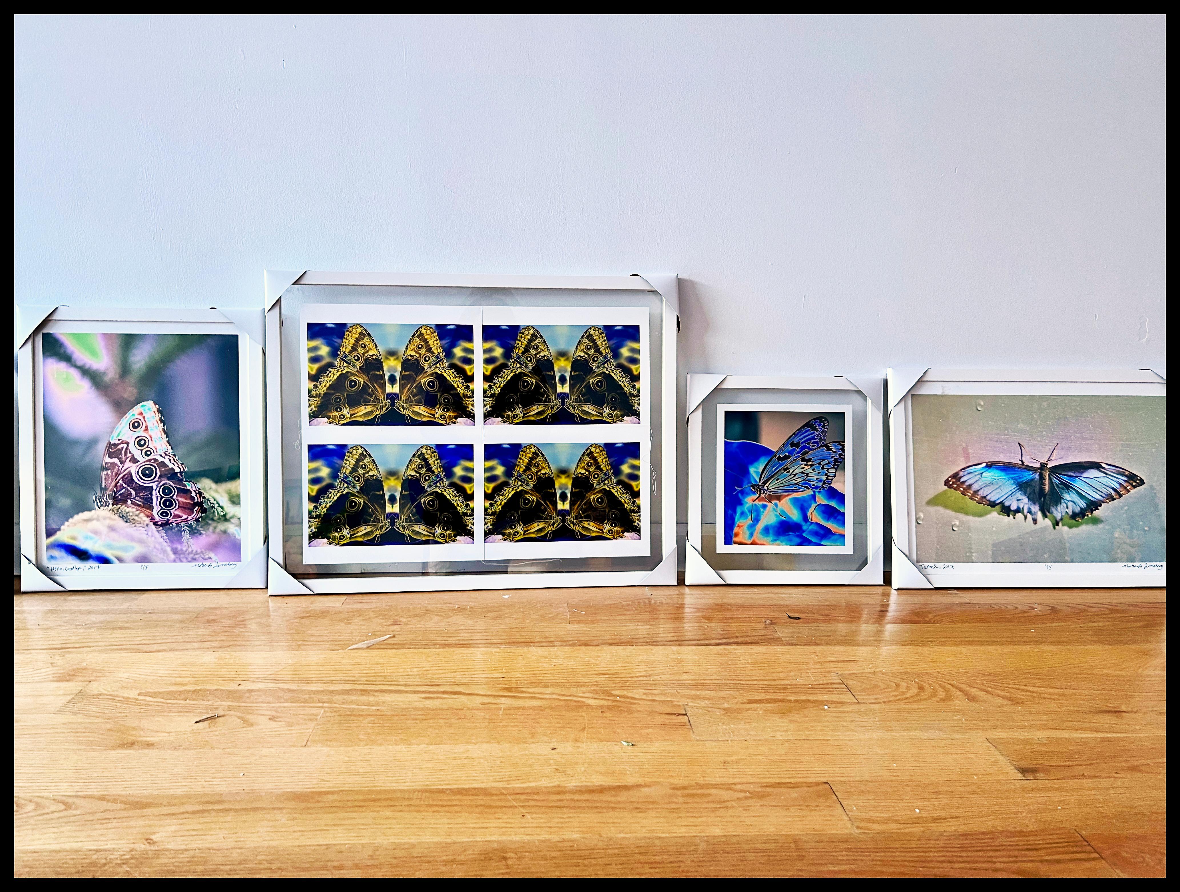 Hello, Goodbye, Contemporary Photography Butterfly Series - Gray Still-Life Photograph by Roberta Fineberg