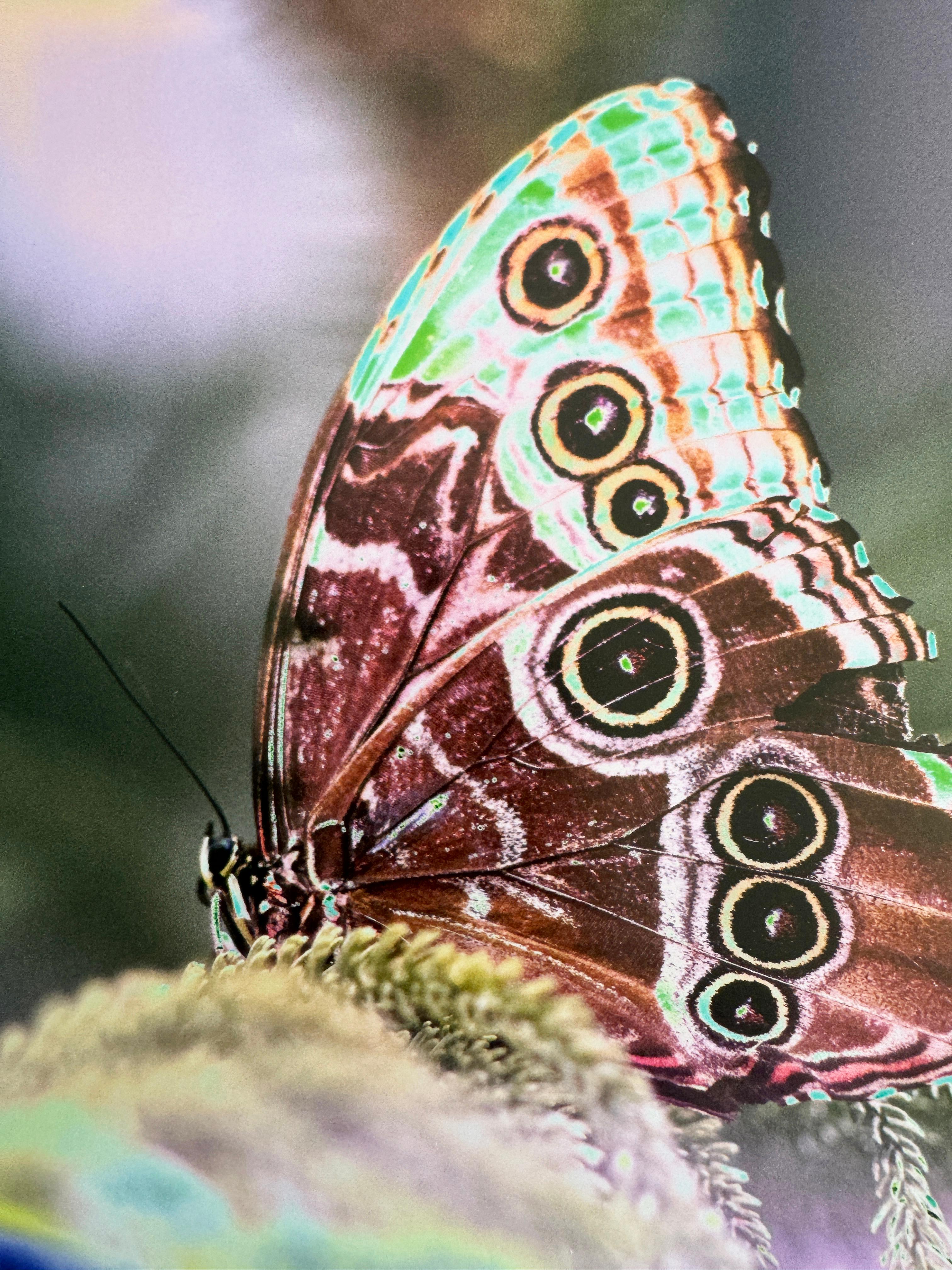 Hallo, Auf Wiedersehen, Schmetterling, Contemporary Color Fine Art Photography (Grau), Still-Life Photograph, von Roberta Fineberg