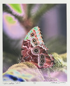 Hello, Goodbye, Butterfly, Contemporary Color Fine Art Photography