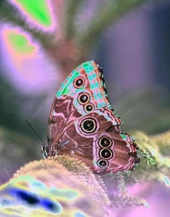 “Hello, Goodbye,” Solo Butterfly, Contemporary Color Photography