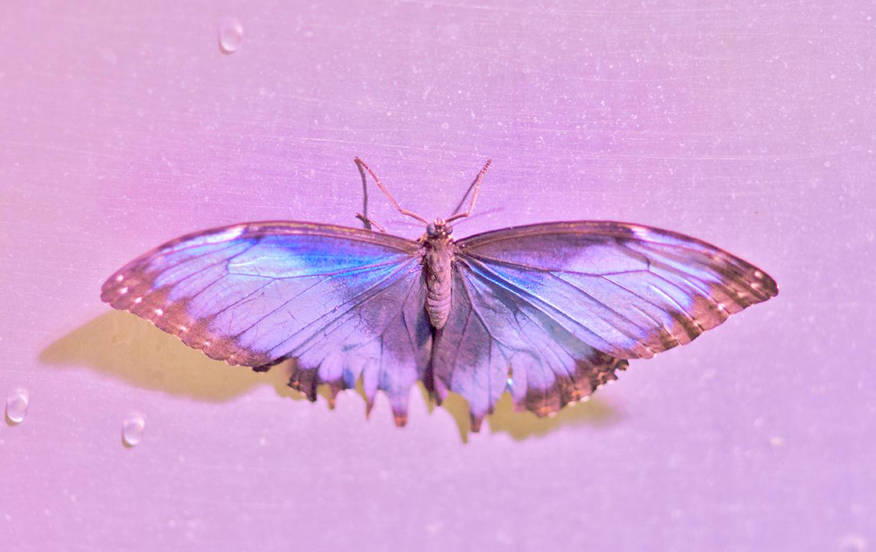 Hottie, Contemporary Photography of Butterflies, Small Works - Purple Color Photograph by Roberta Fineberg