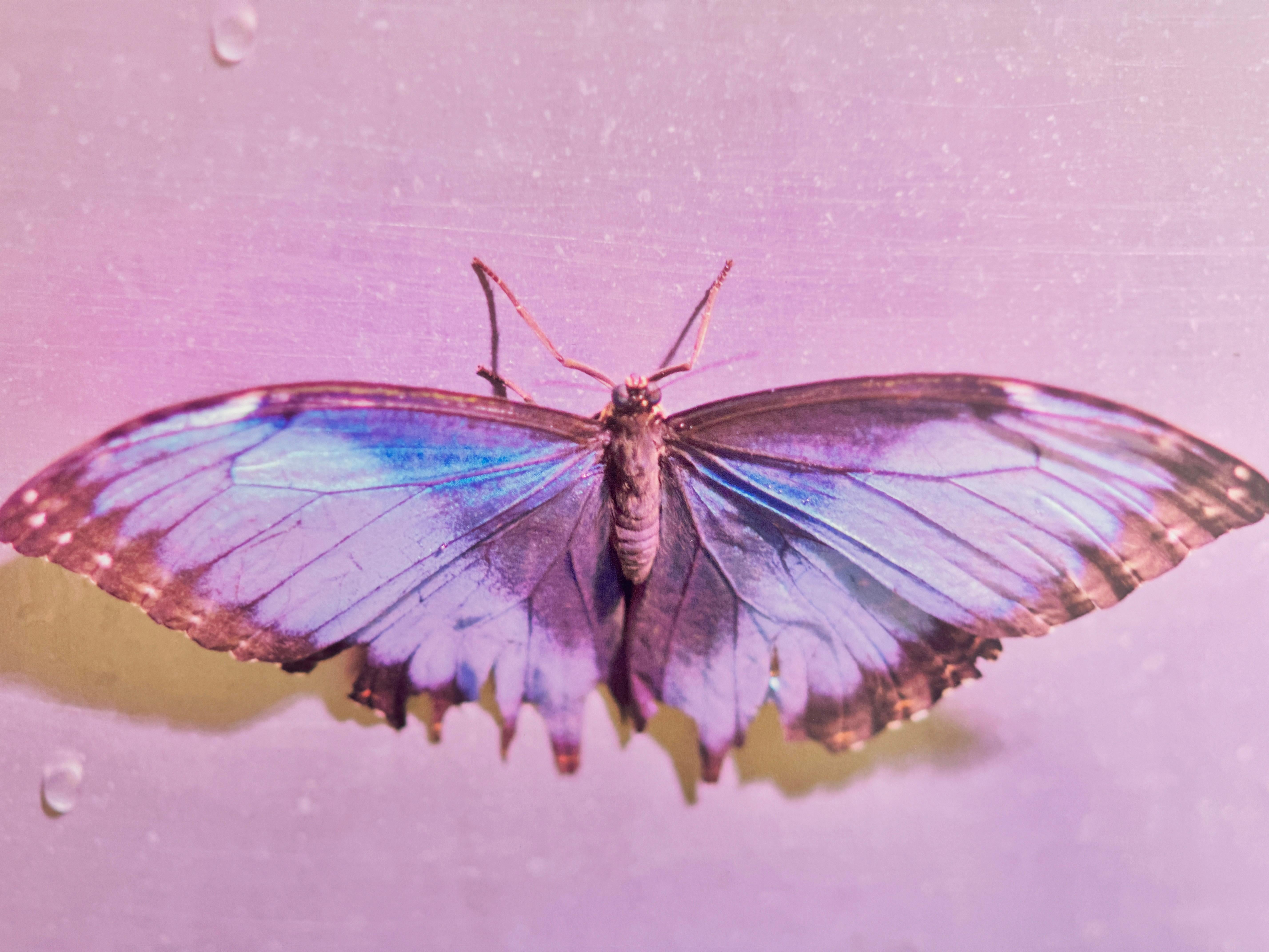 Rosa Schmetterling, Hottie, Contemporary Color Art and Design Photograph im Angebot 1