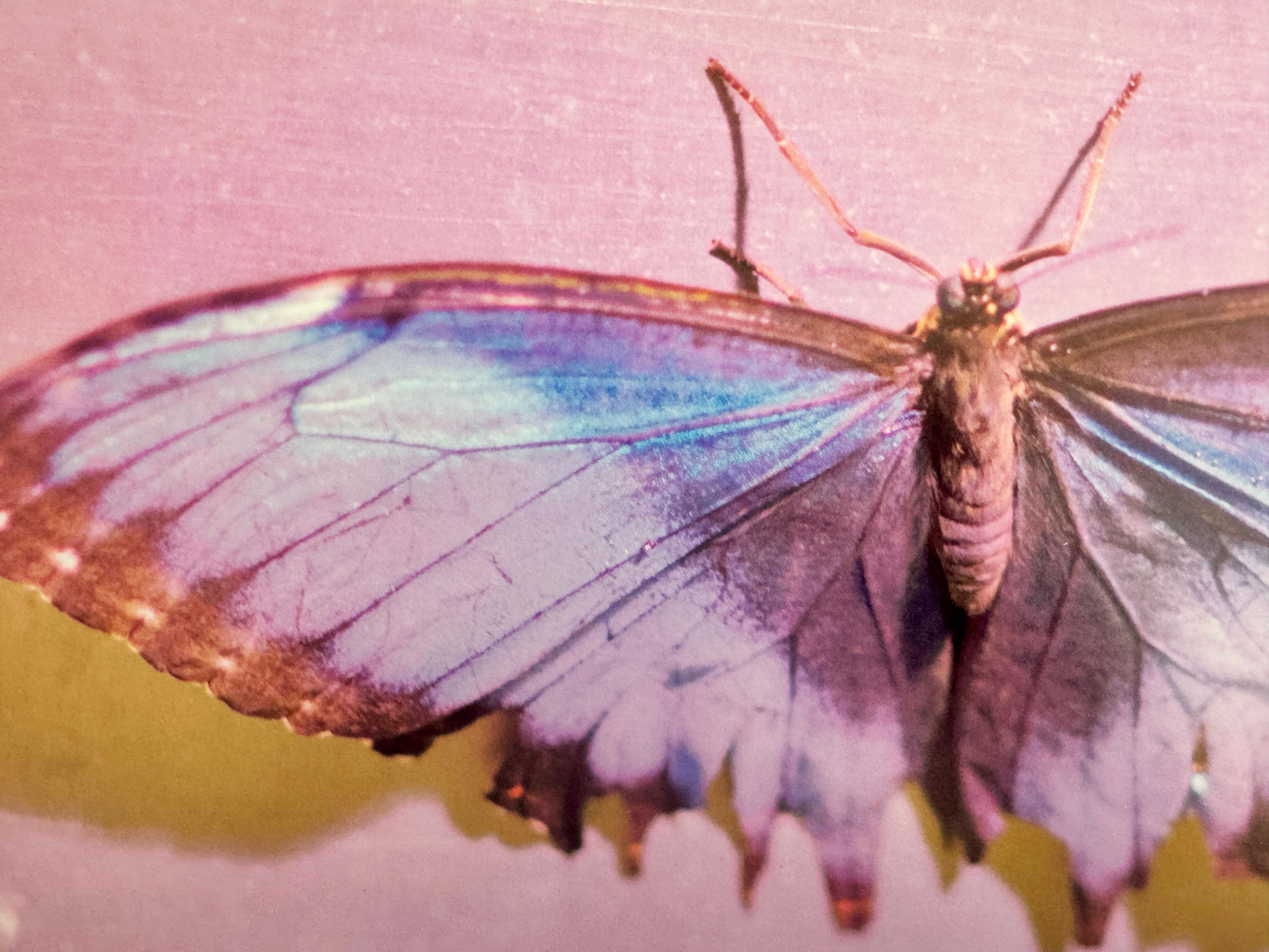 Rosa Schmetterling, Hottie, Contemporary Color Art and Design Photograph im Angebot 3