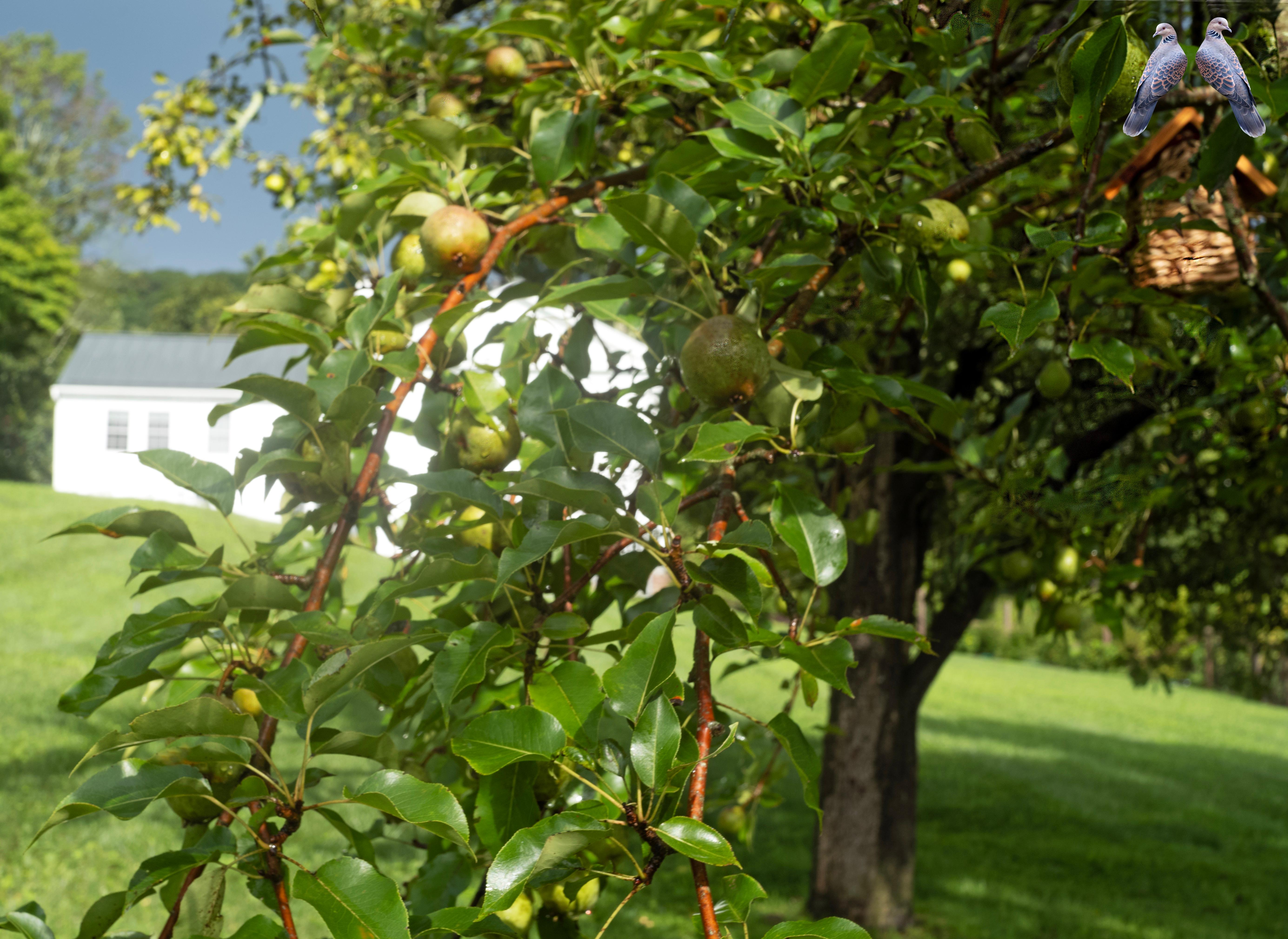 Love Birds, Contemporary Color Landscape Photography, New England