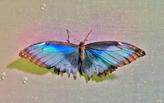 Tamed, Butterfly Series, Contemporary Color Photography