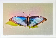 Tamed, Contemporary Color Photography of Butterflies