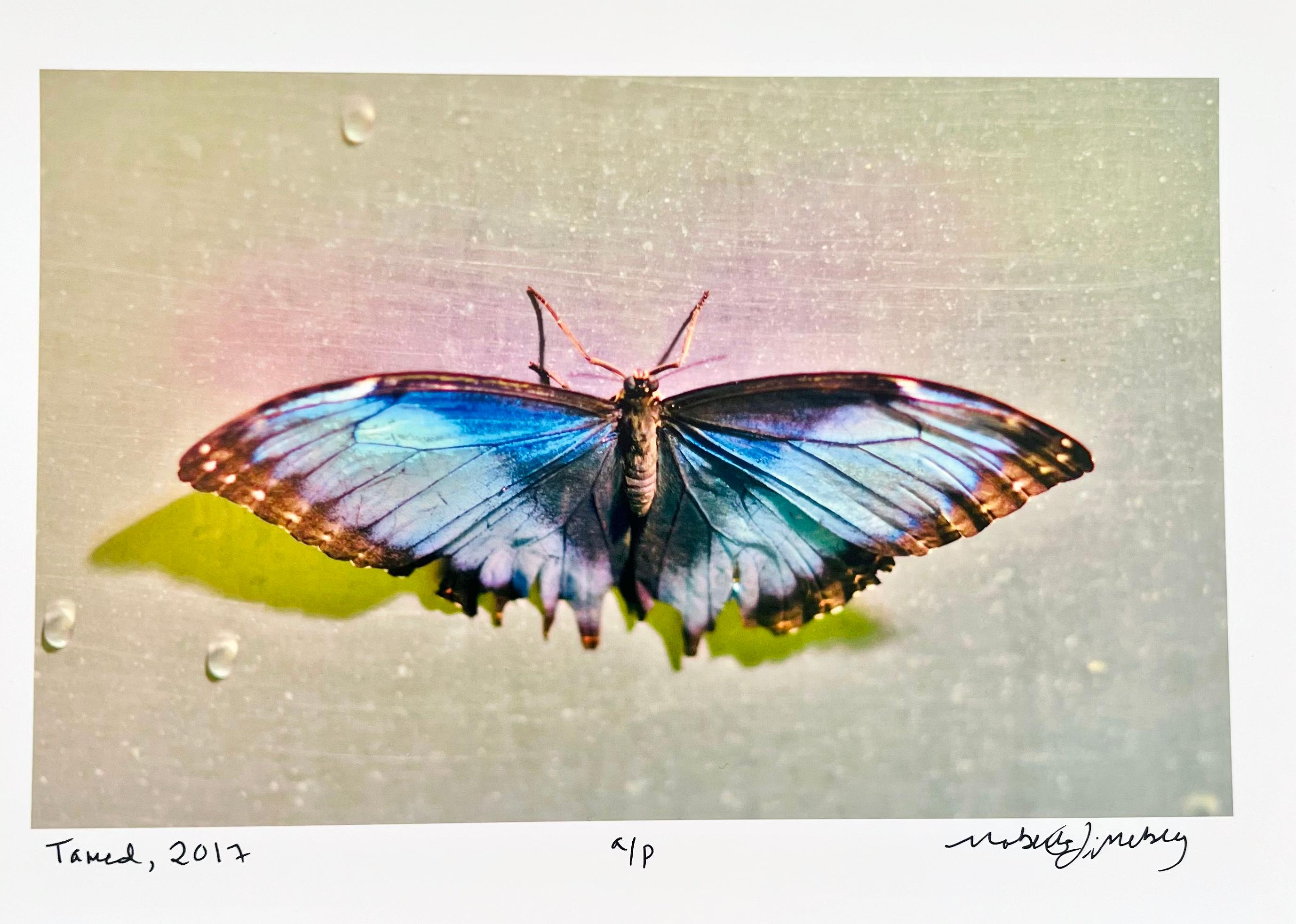 Apprivoisé, Série Papillon, Photographie de nature morte contemporaine par Roberta Fineberg en vente 1