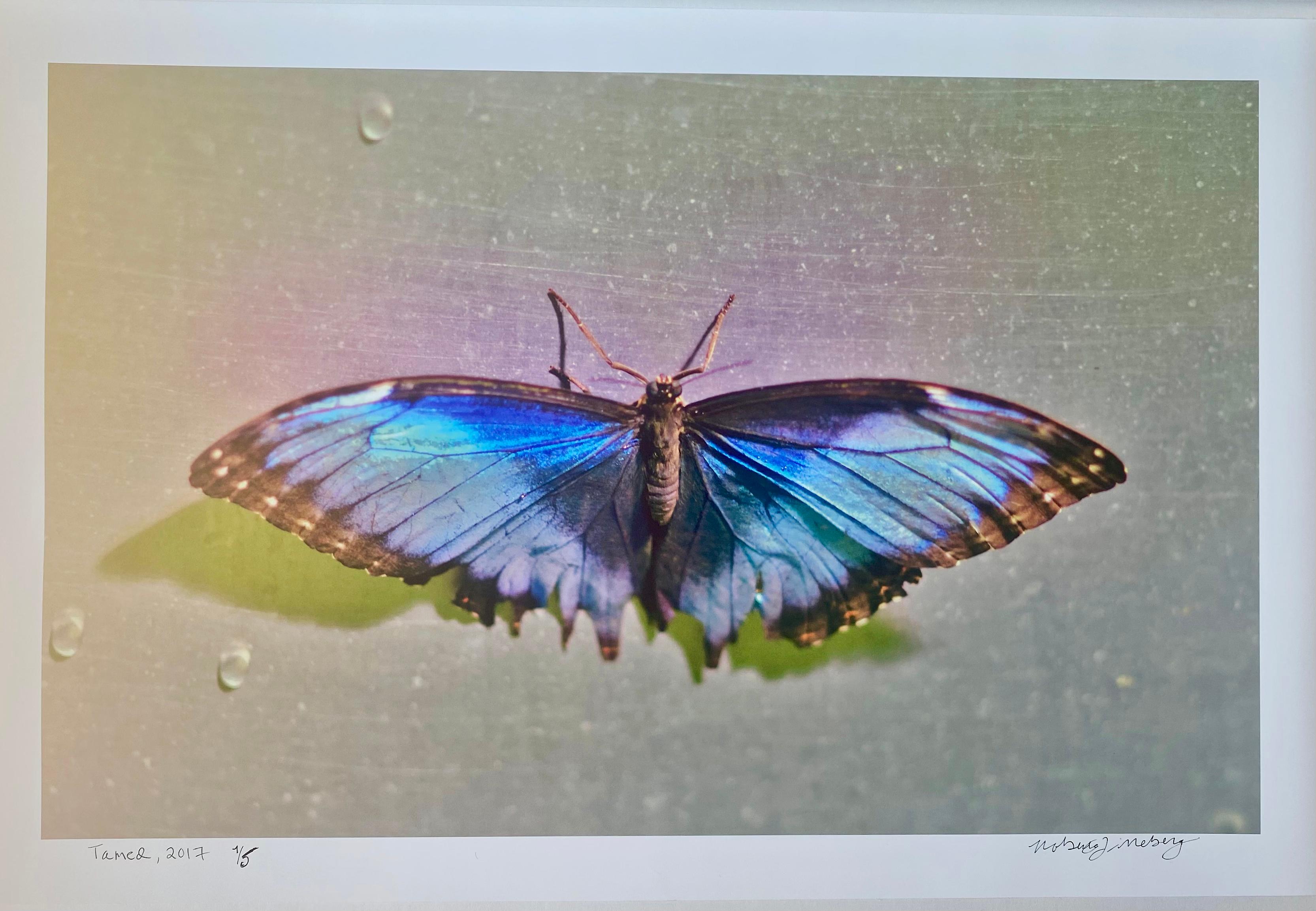 Apprivoisé, Série Papillon, Photographie de nature morte contemporaine par Roberta Fineberg en vente 3