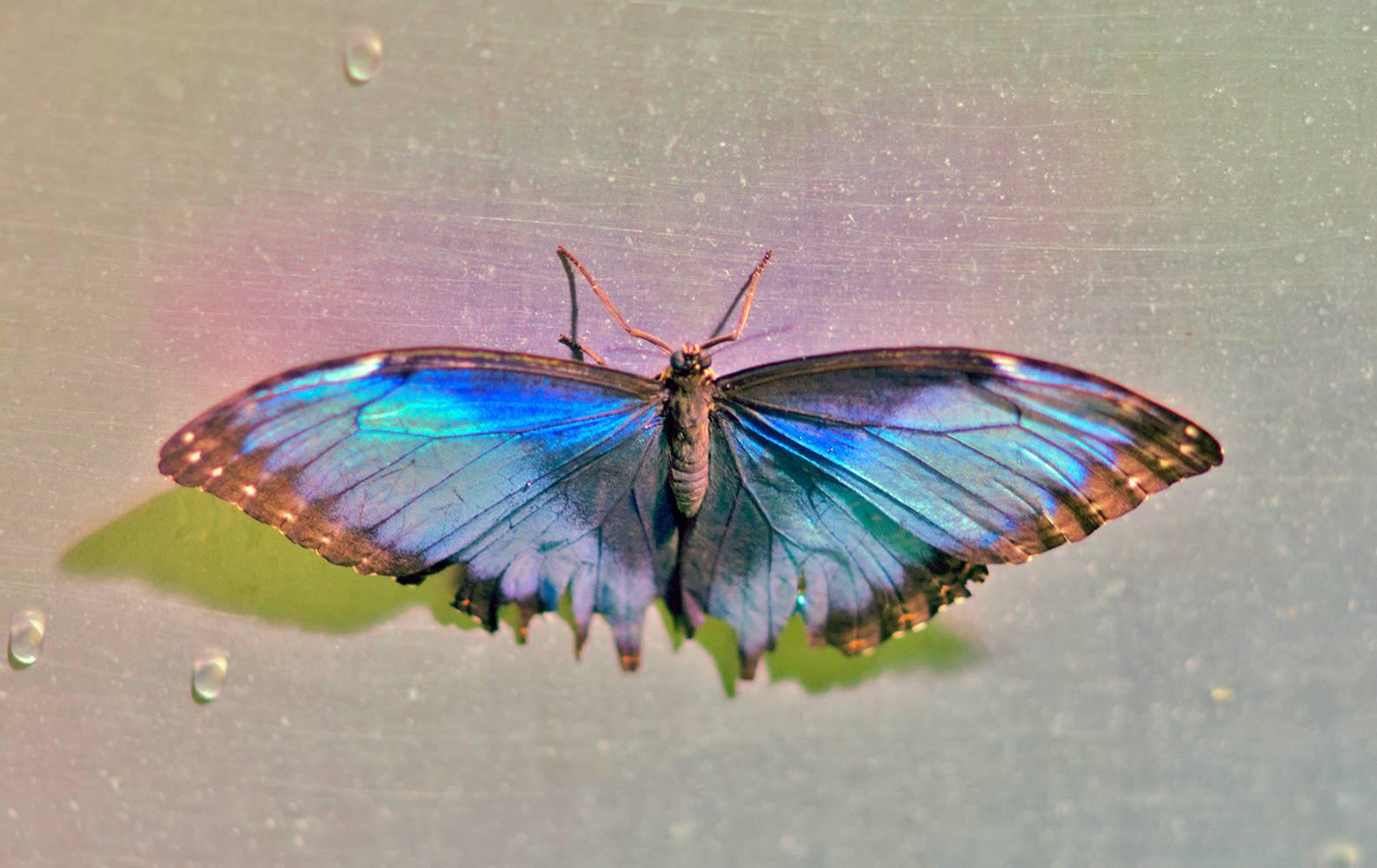 Apprivoisé, Série Papillon, Photographie de nature morte contemporaine par Roberta Fineberg en vente 2