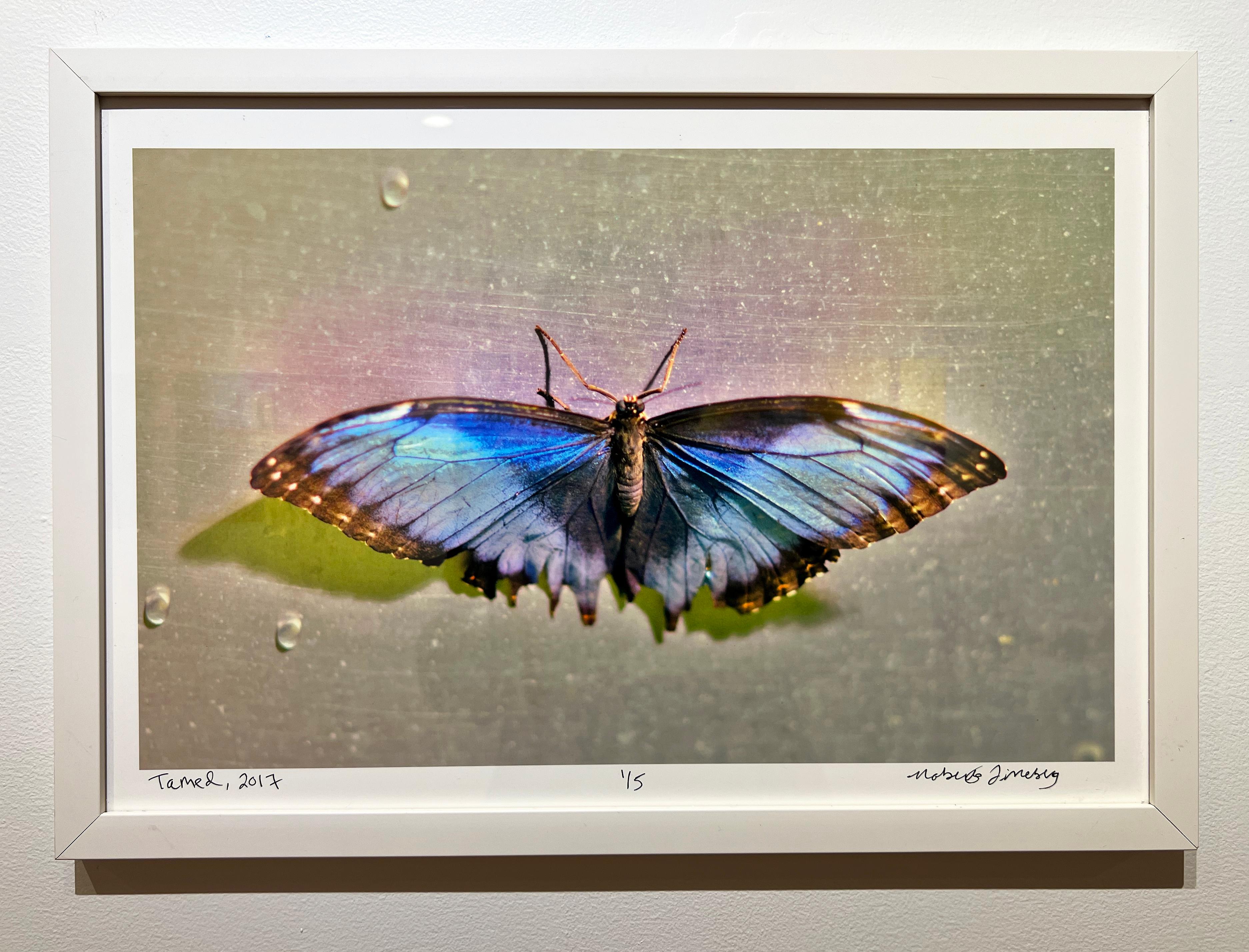 Apprivoisé, Série Papillon, Photographie de nature morte contemporaine par Roberta Fineberg