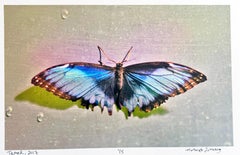 Tamed, Butterfly Series, Brightly Colored Contemporary Still Life Photography