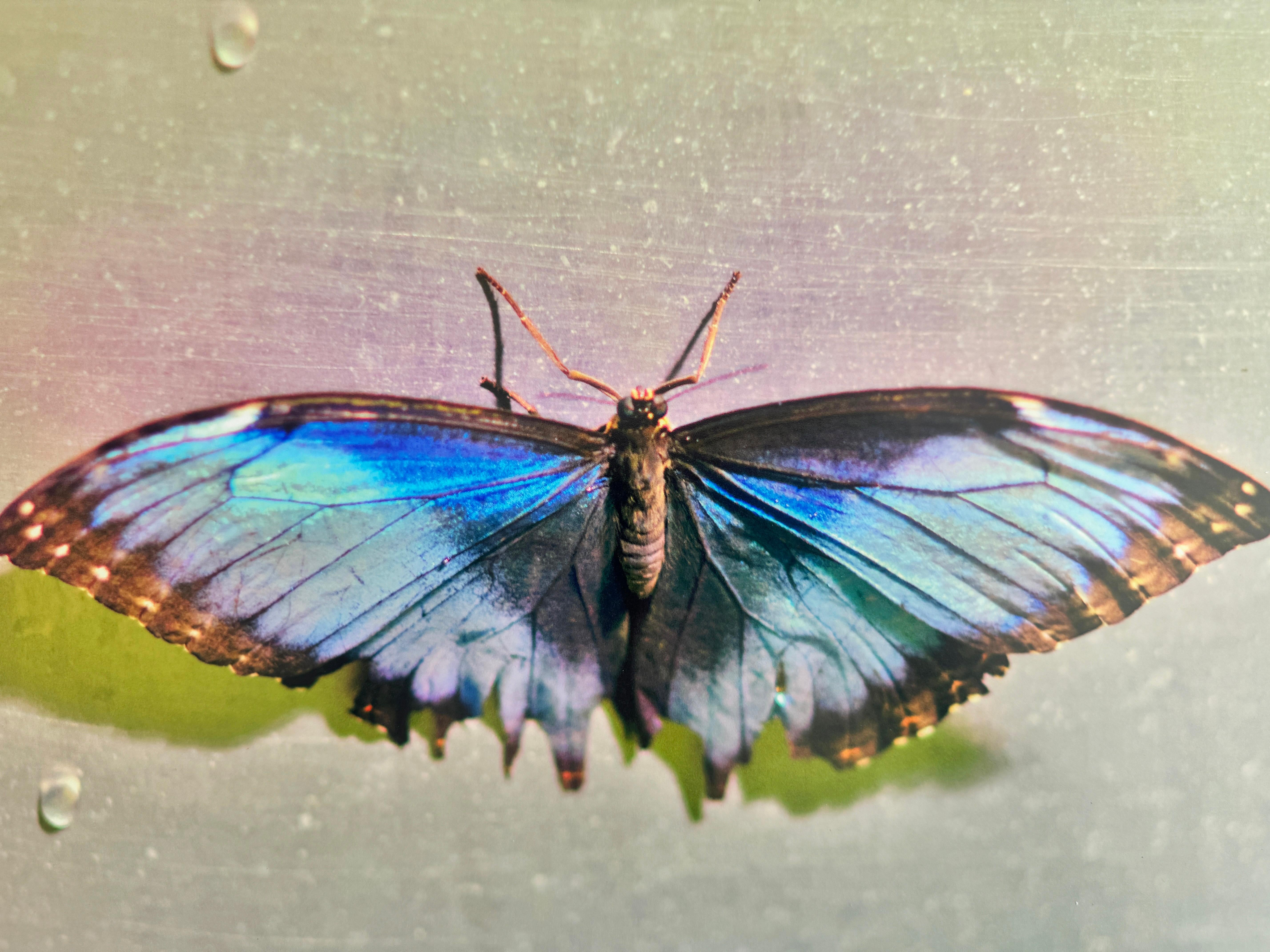 Grüner Schmetterling, gezähmt, Contemporary Color Art and Design Fotografie – Photograph von Roberta Fineberg