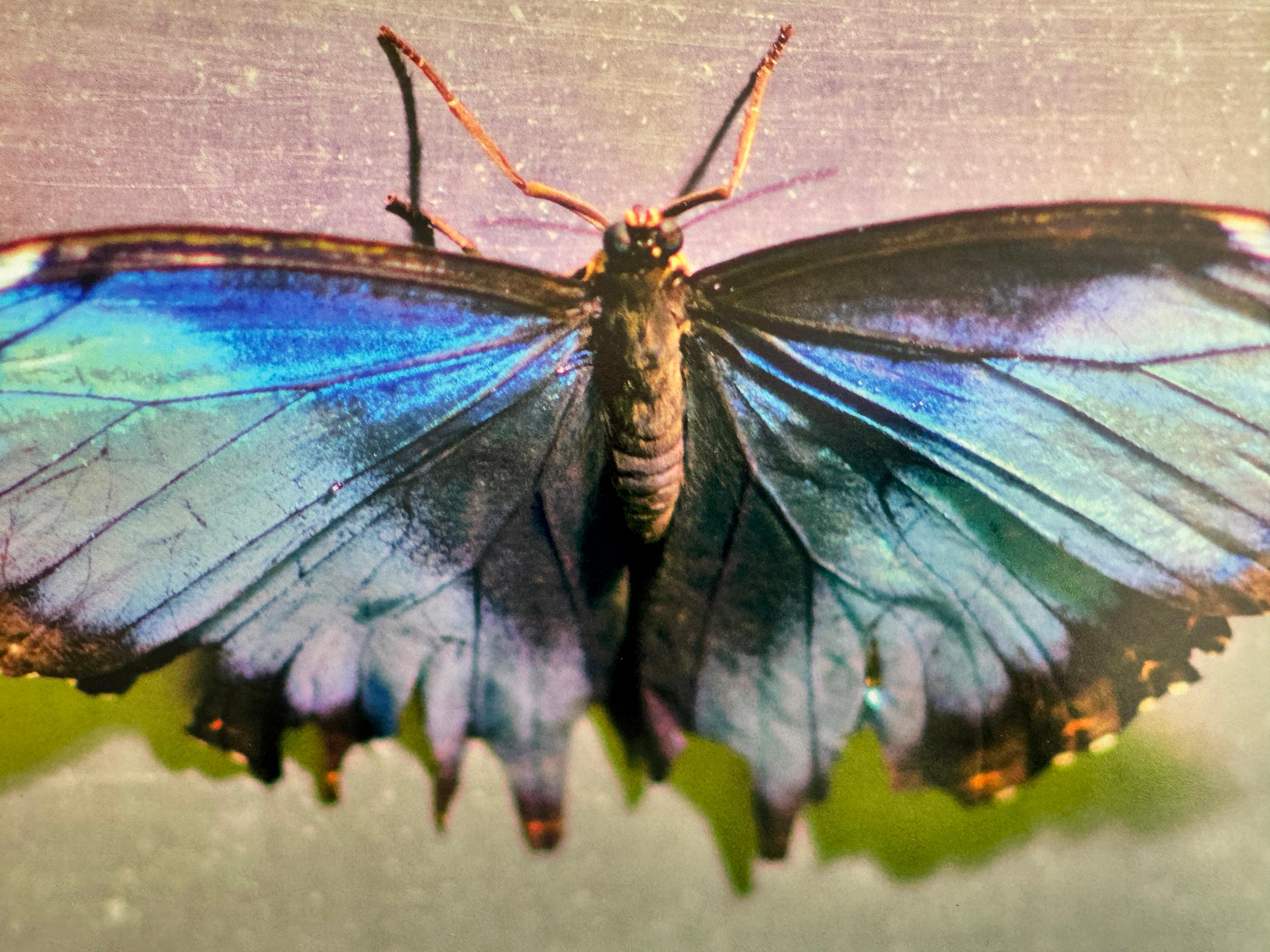 Grüner Schmetterling, gezähmt, Contemporary Color Art and Design Fotografie (Zeitgenössisch), Photograph, von Roberta Fineberg