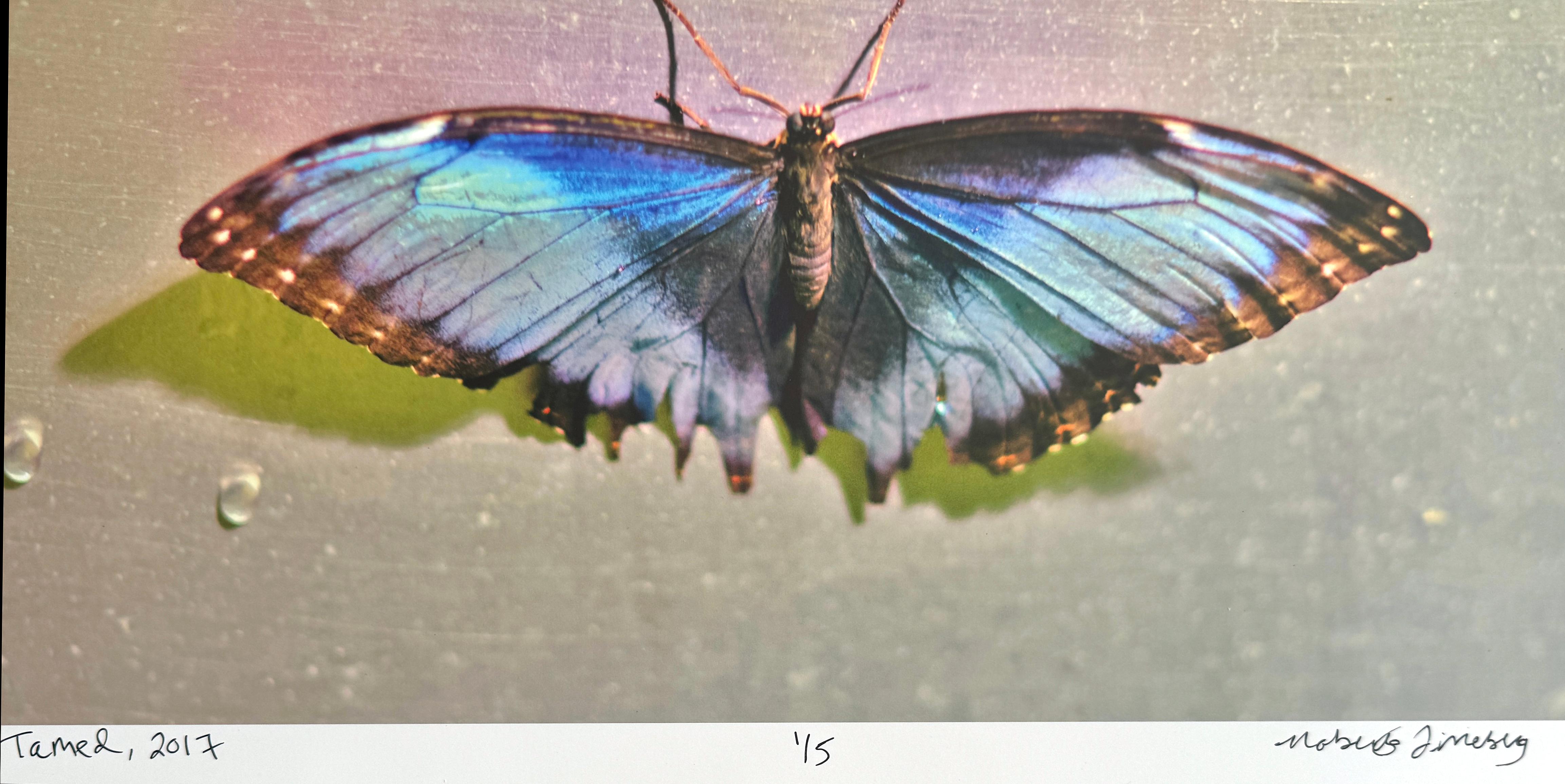 Grüner Schmetterling, gezähmt, Contemporary Color Art and Design Fotografie (Braun), Color Photograph, von Roberta Fineberg