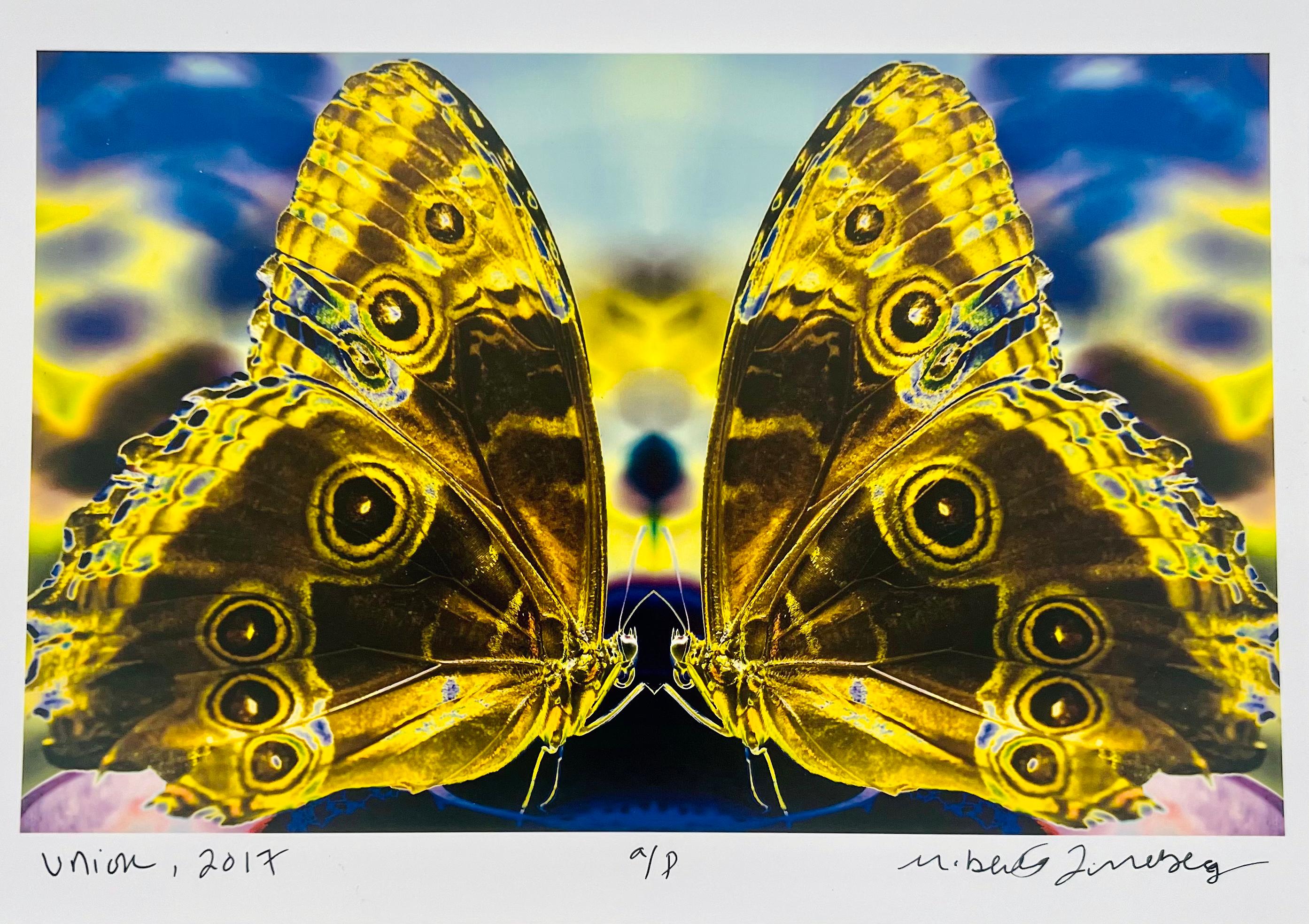 Roberta Fineberg Color Photograph – Union, Farbfotografie von Schmetterlingspaar in Schmetterlingsserie, Schmetterlingspaar