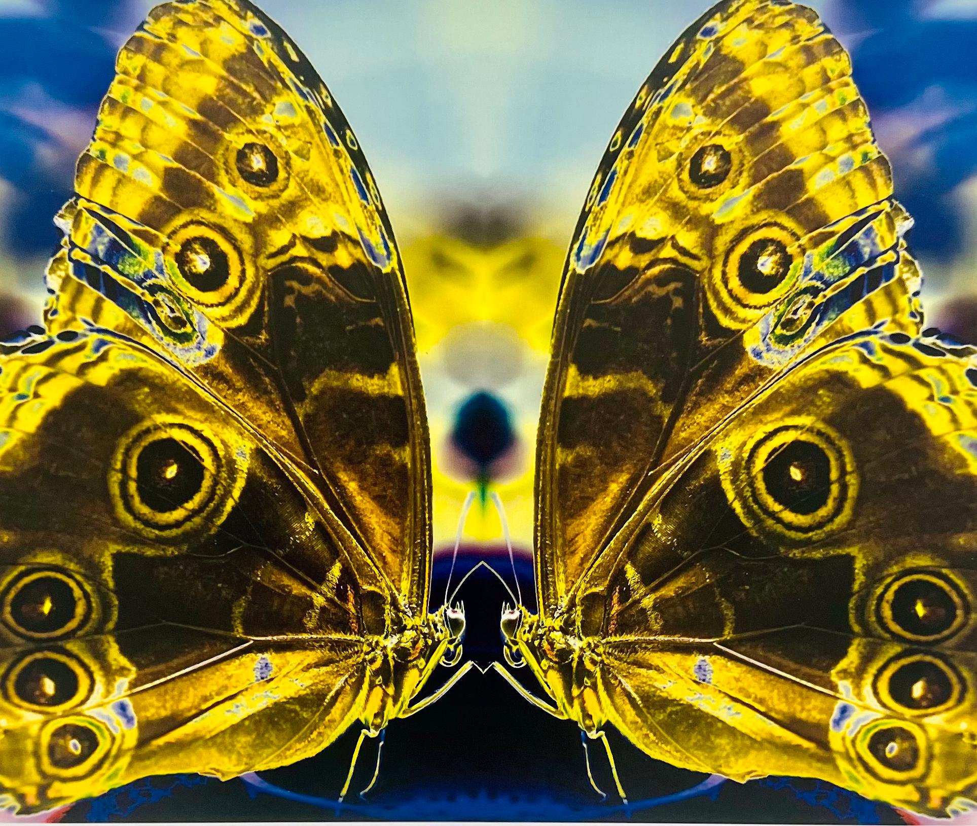 Union, Farbfotografie von Schmetterlingspaar in Schmetterlingsserie, Schmetterlingspaar (Zeitgenössisch), Photograph, von Roberta Fineberg