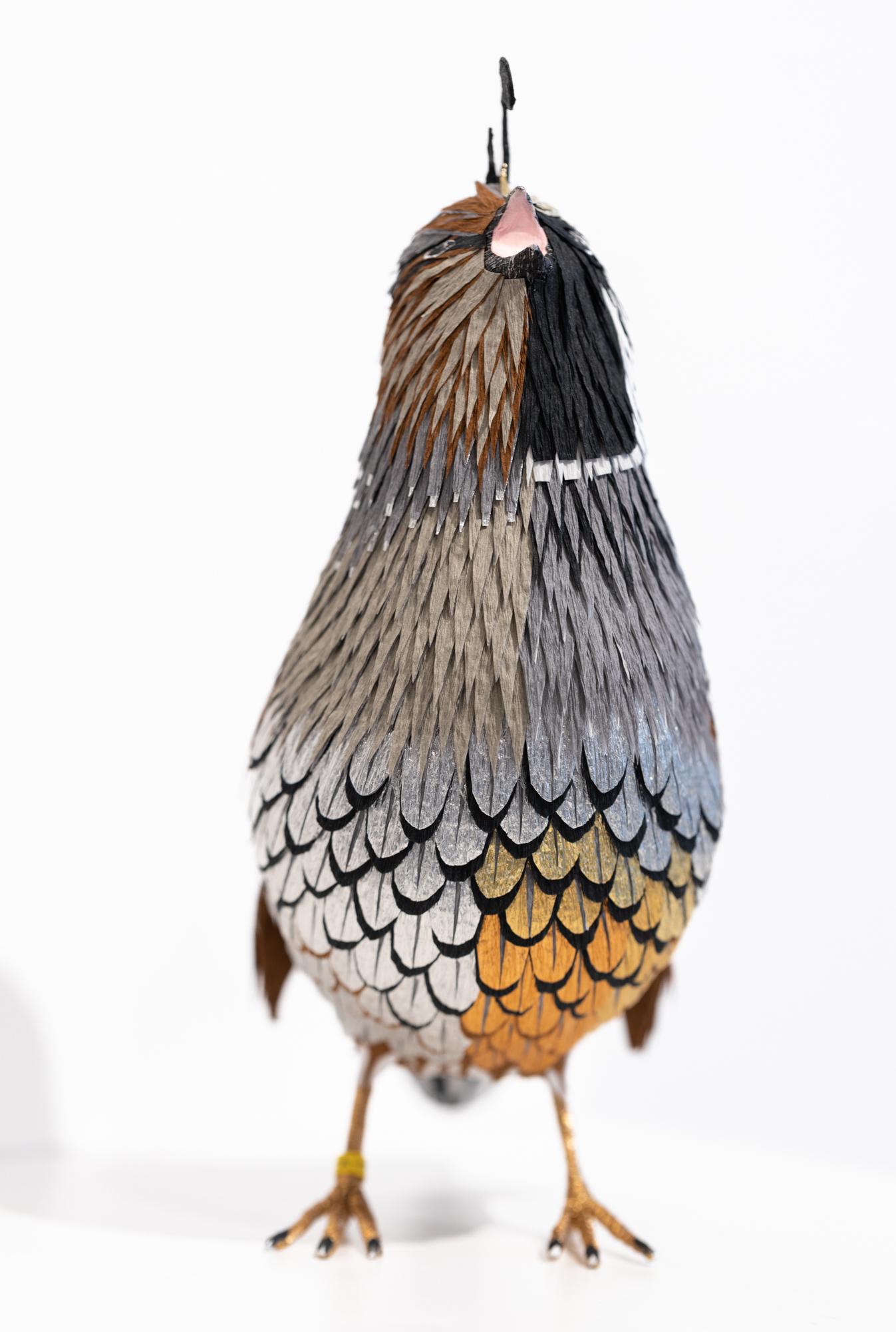california quail for sale