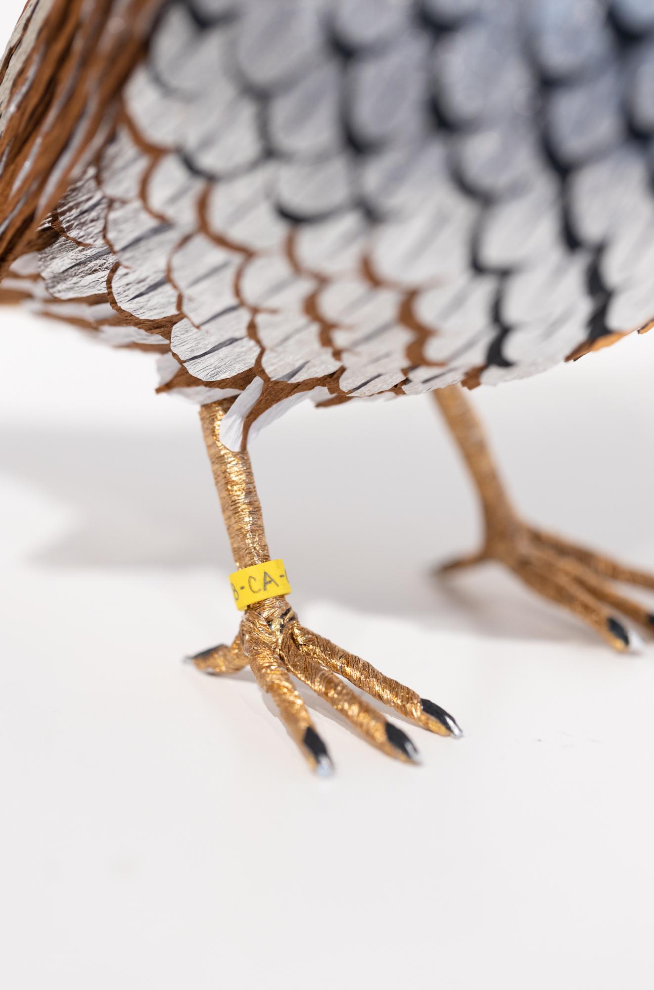 Gynandromorph n° 5 (California Quail) 3