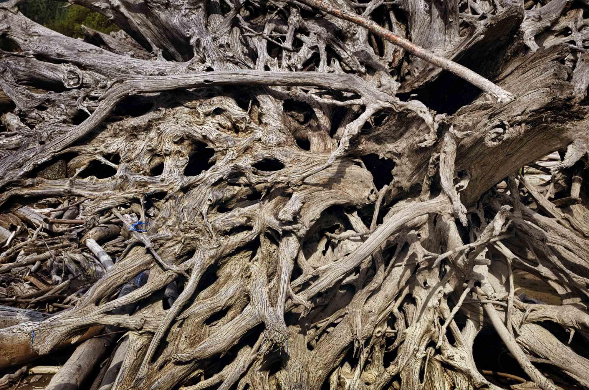 Primo piano di radici presso il lago Lilloet, nel mezzo del Monte Currie, Indian Reservation, British Columbia, Canada. Le immagini delle radici, simbolo dell'antica cultura nativa, sono dedicate al grande artista tedesco Joseph Beuys. Fotocamera