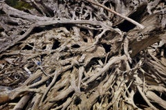 Indian Roots 2 - Photograph By Roberto Vignoli - 2013