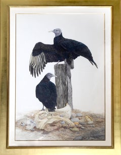 Vintage Black Vulture by Robin Hill