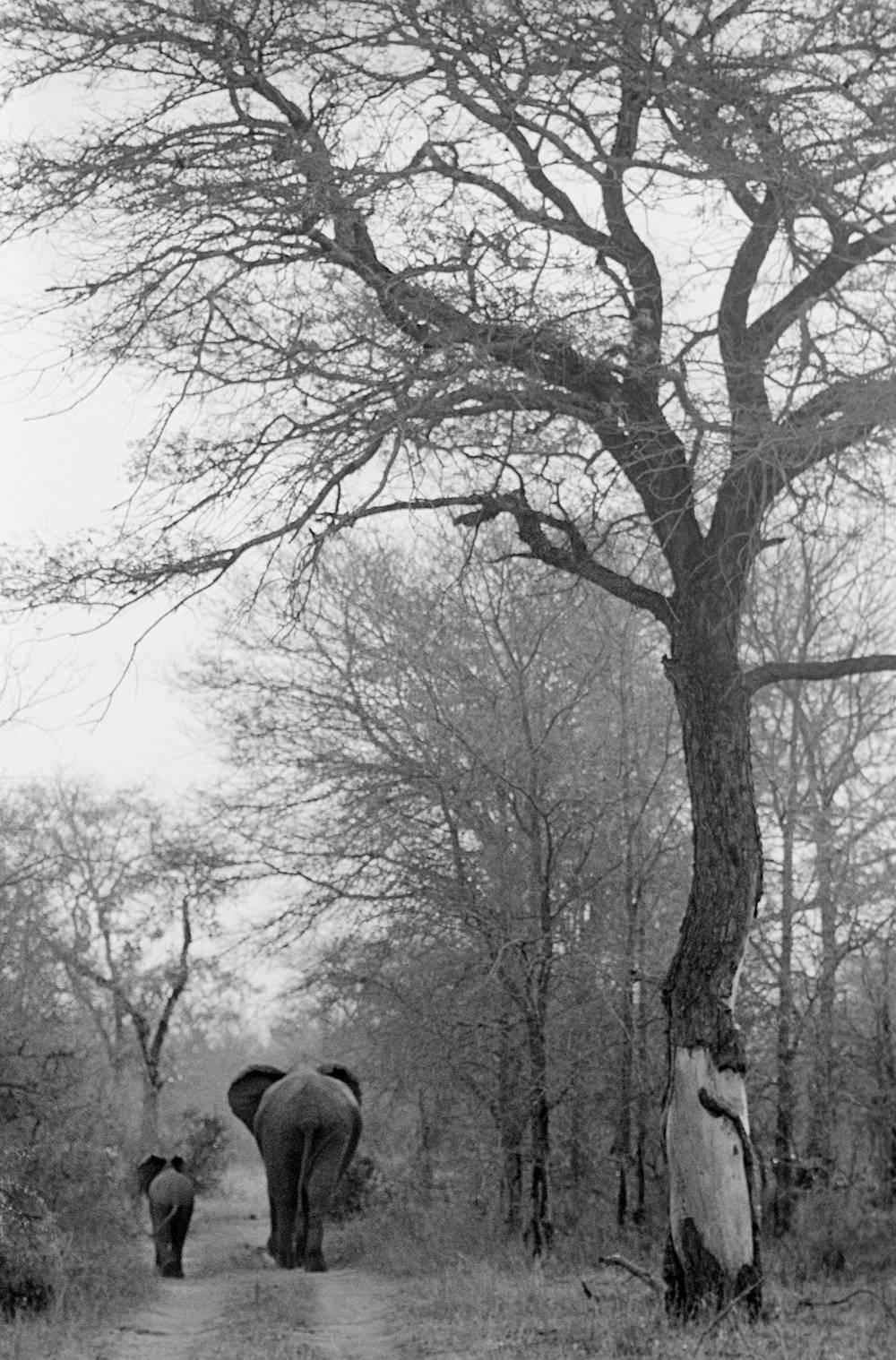 Robin Rice Black and White Photograph – Mutter und Baby, Kruger Park, Südafrika 