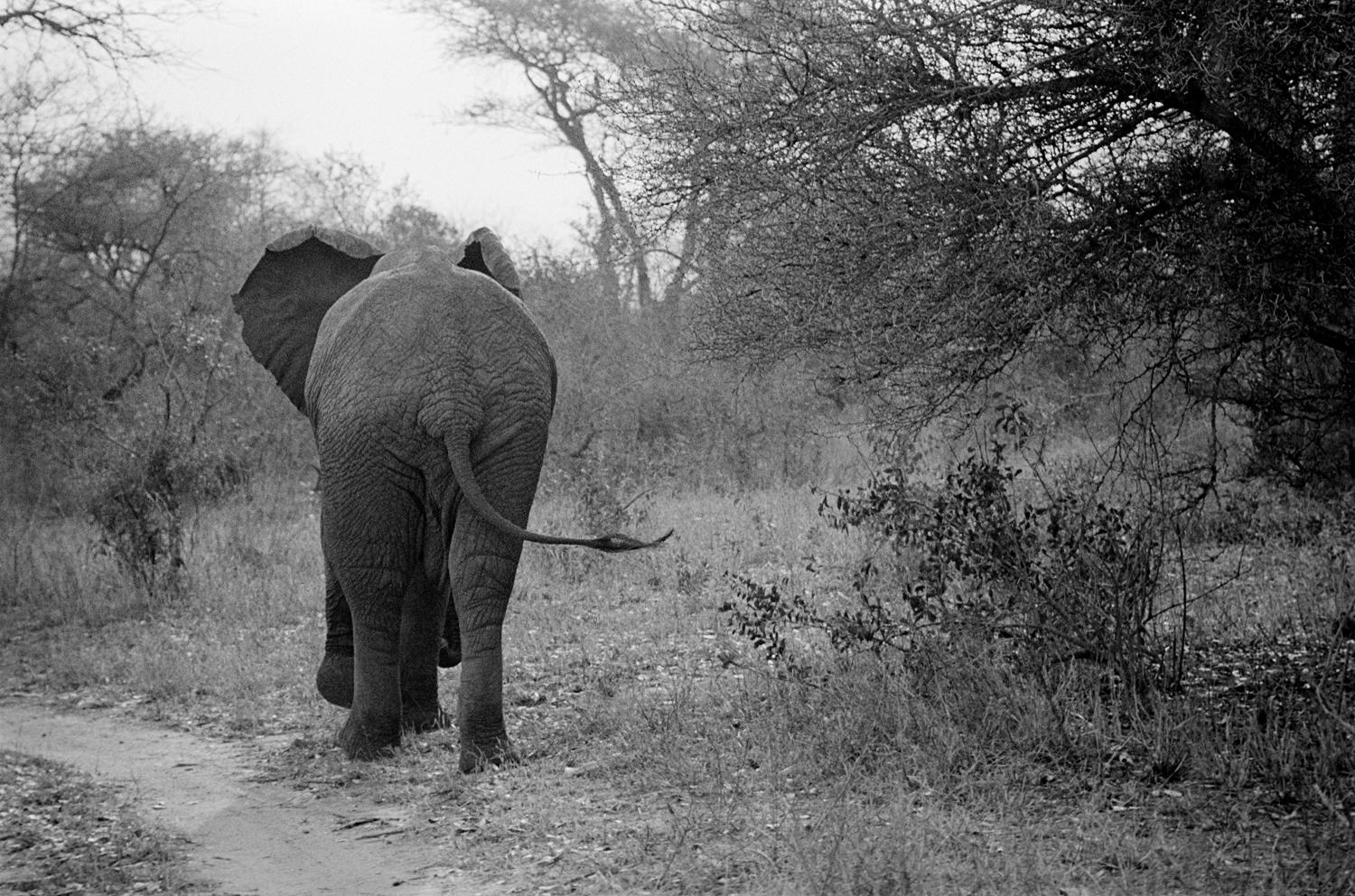 Robin Rice  Landscape Photograph – Dad Walking Away, Krugar Park, Südafrika 2008 