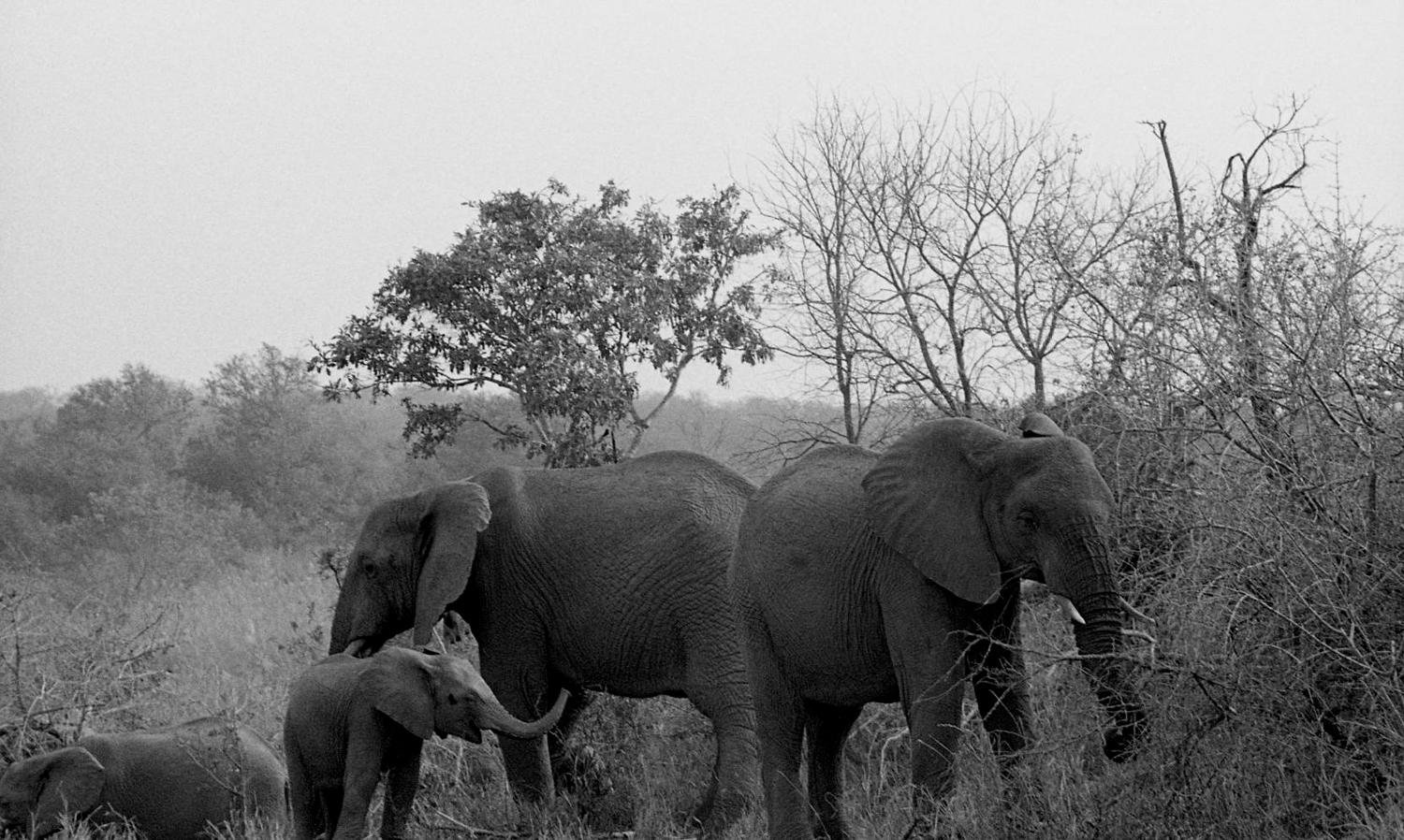 Robin Rice Black and White Photograph - Family of Elephants, Kruger Park, South Africa, 2008