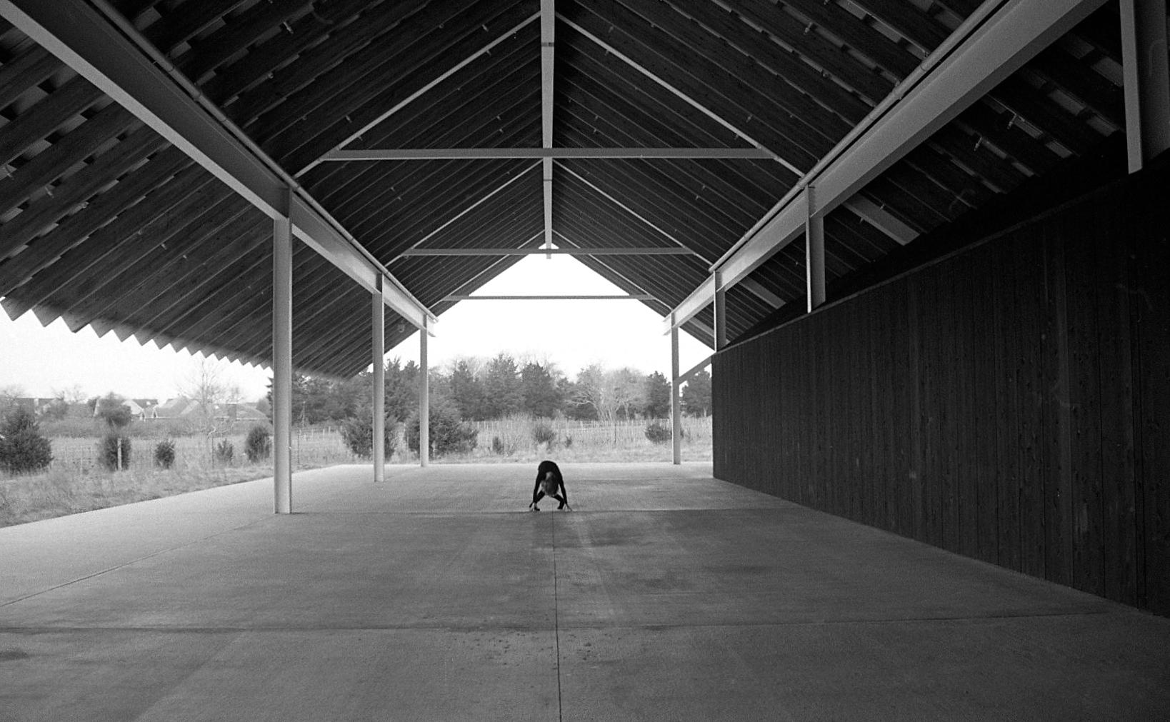 Robin Rice Black and White Photograph - Nancy, Parrish Museum, Watermill, NY, 2017